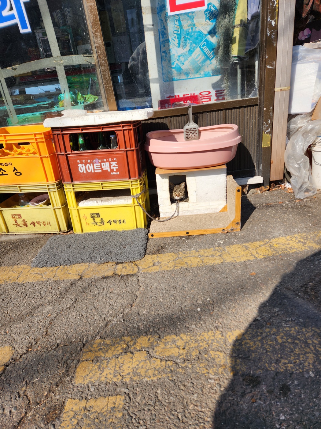 고양이를 50센치 정도목줄