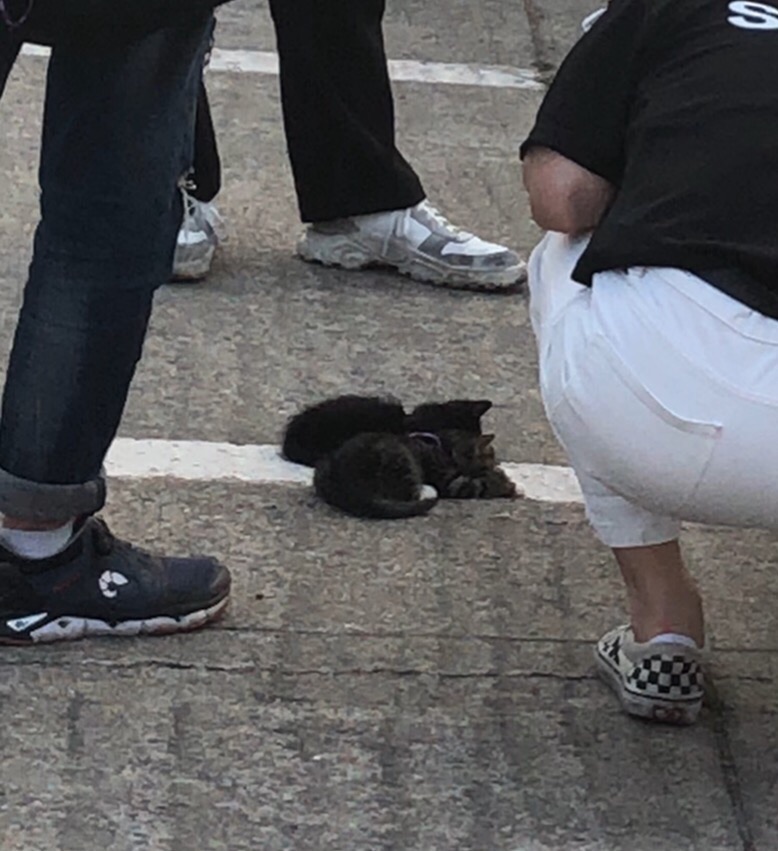 대학교 내 애니멀호더(개공장보유) 새끼동물들을 제발 구해주세요