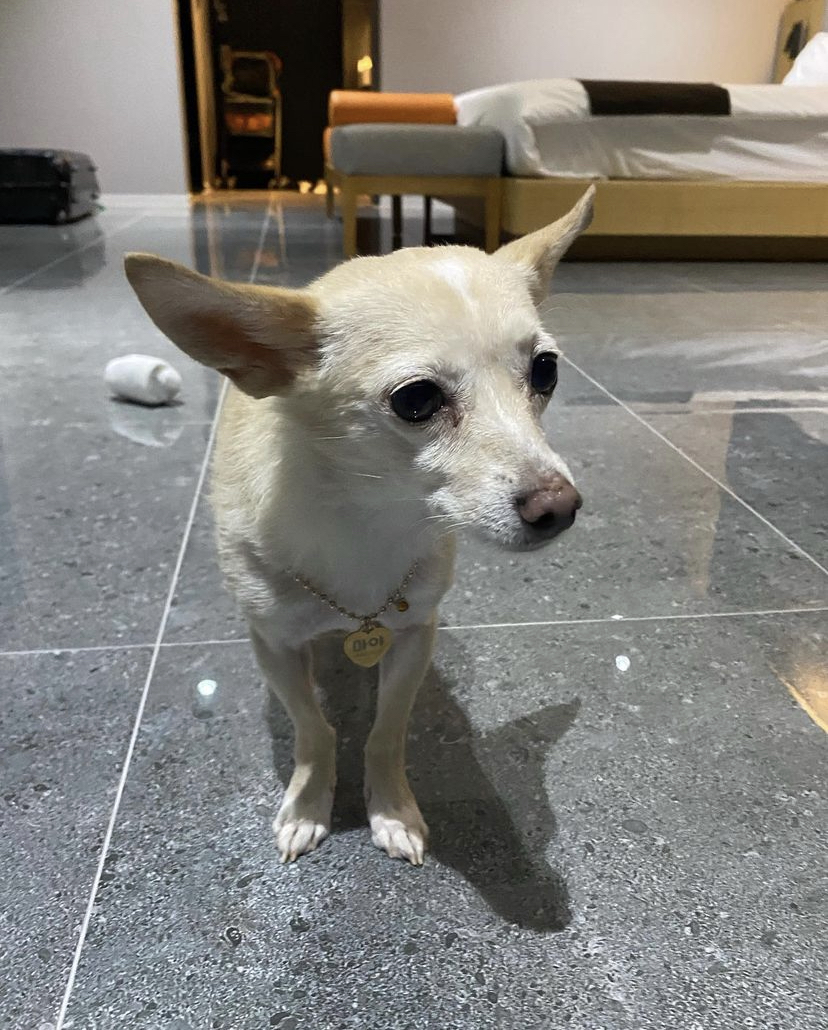 마야 입양 1년