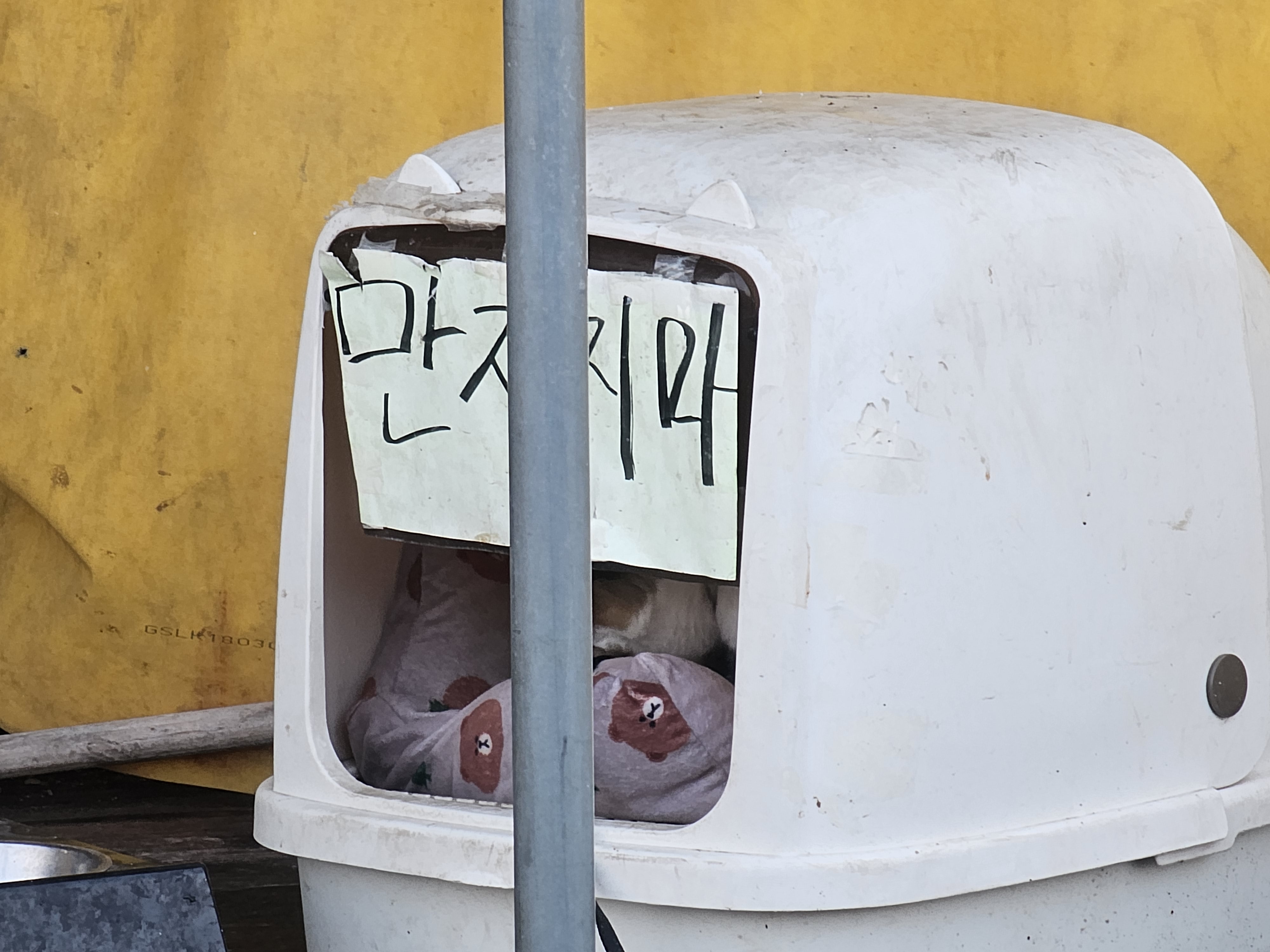 횟집 짧은줄에 묶여사는 고양이