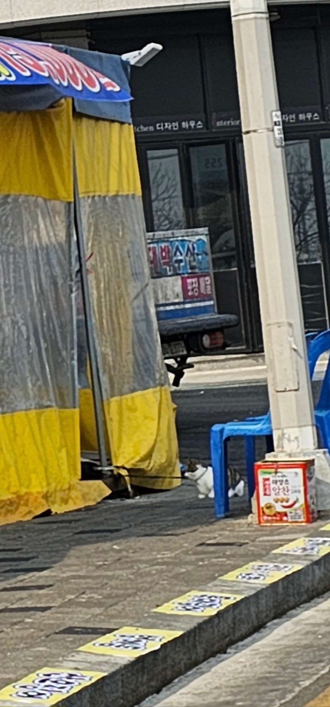 횟집 짧은줄에 묶여사는 고양이