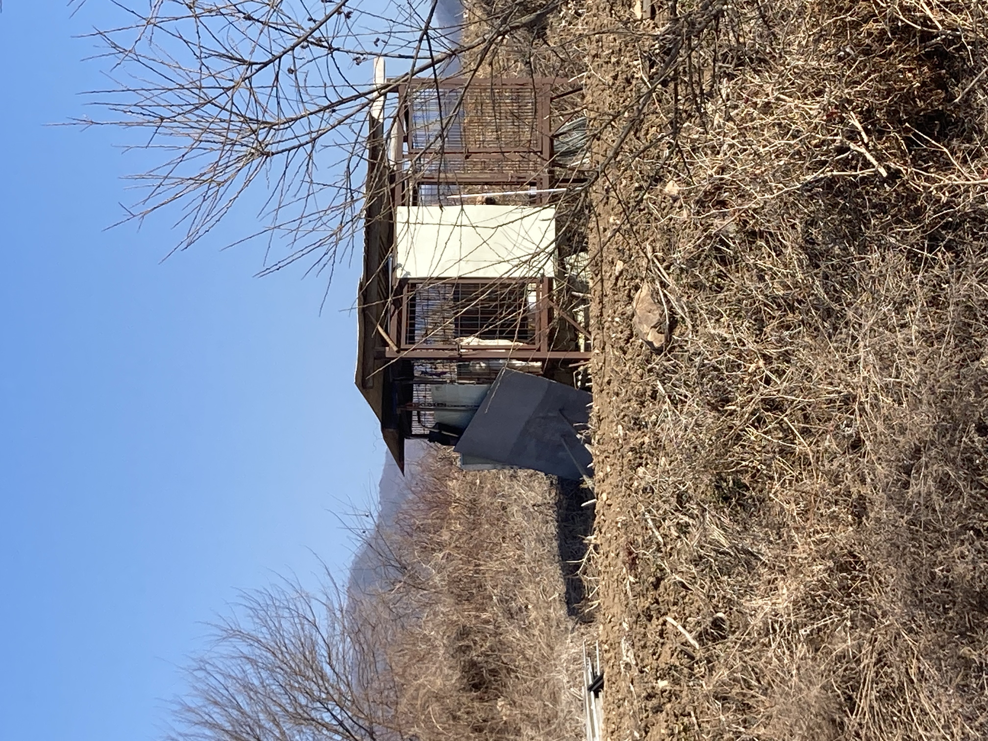 밭지킴이로 철창에 24시간 가두어져 지내는 두마리개 