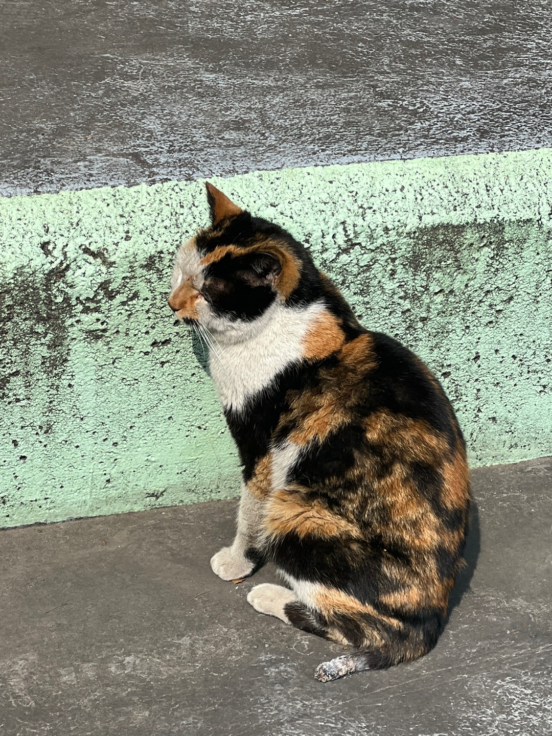 꼬리가 잘린 고양이 구조 요청