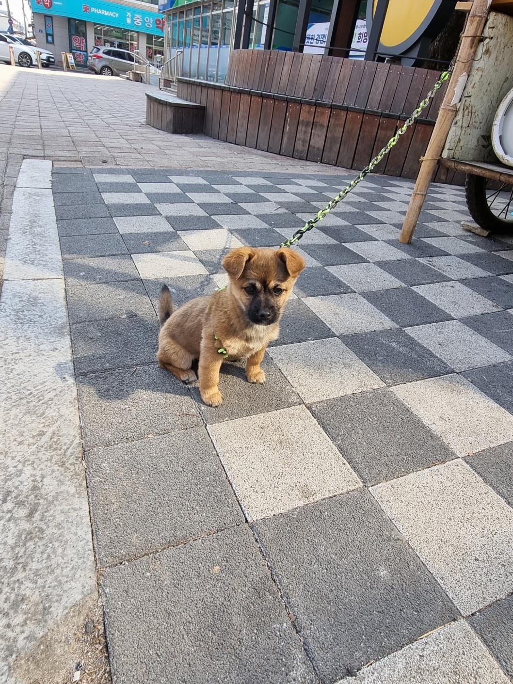 강아지 방치 방임 학대