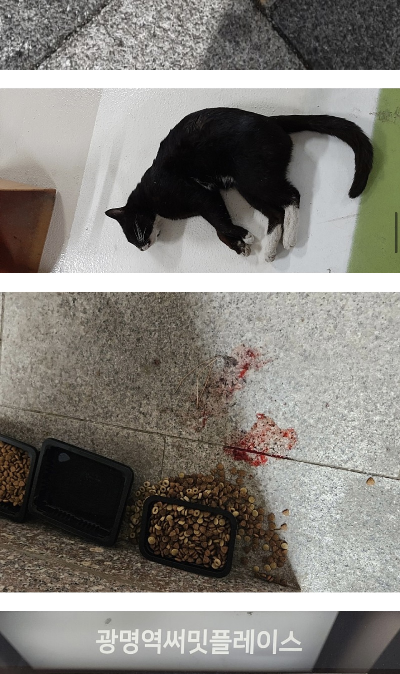 길고양이 단체 독살 사건을 제보합니다