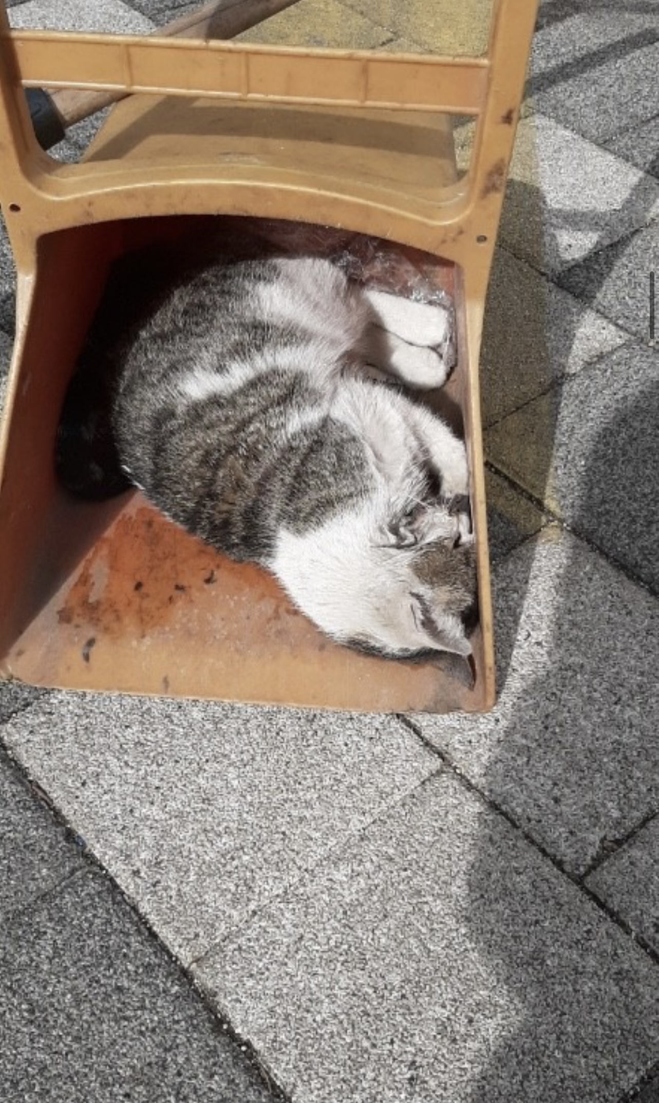 길고양이 단체 독살 사건을 제보합니다