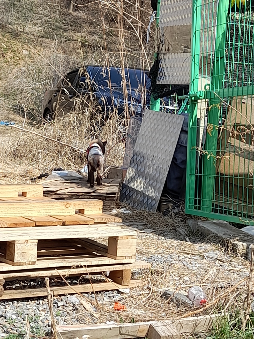 외부에 묶여있는 고양이입니다.