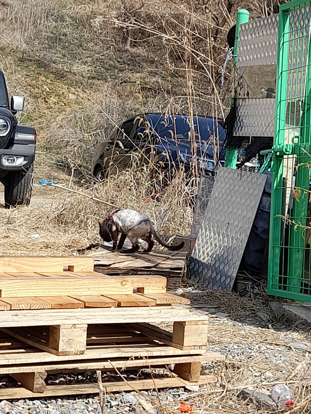 외부에 묶여있는 고양이입니다.