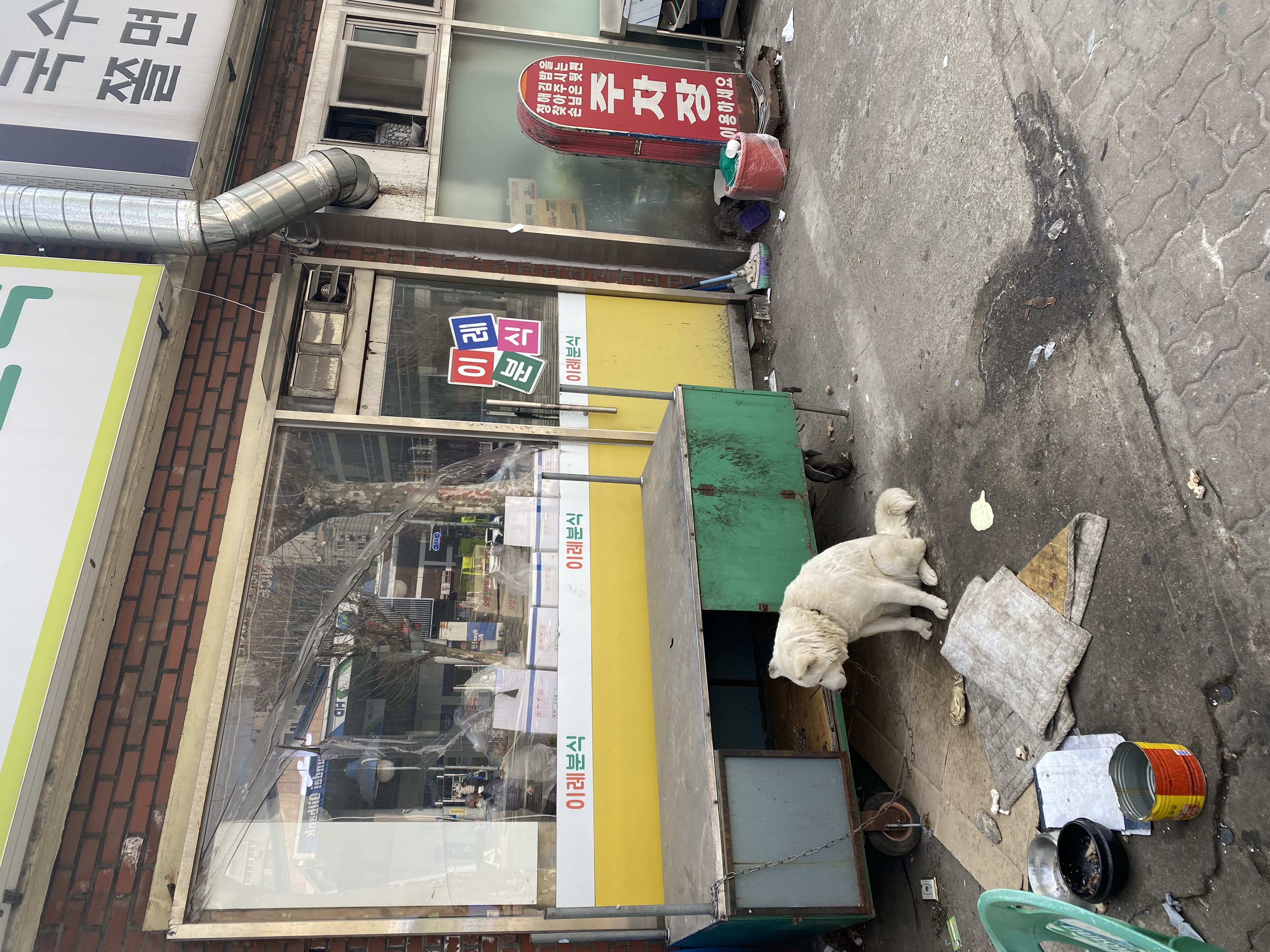 방치된 진돗개 도와주세요