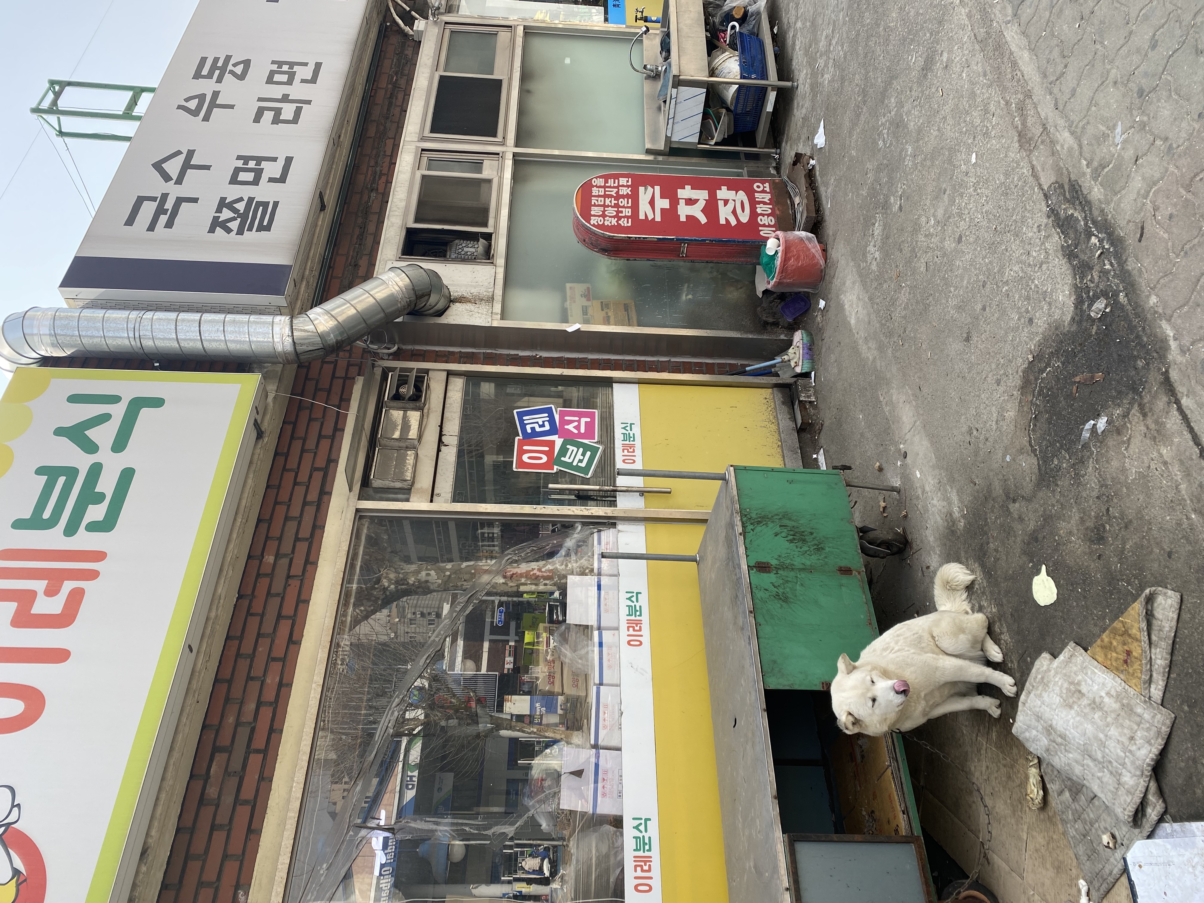 방치된 진돗개 도와주세요
