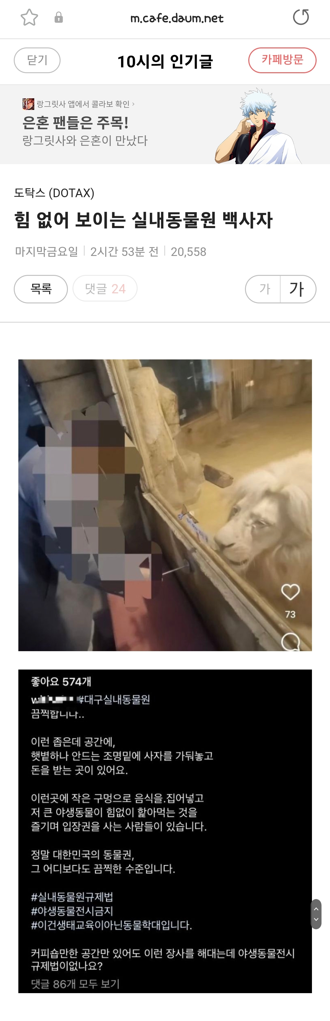대구 스타디움 동물원 백사자 학대건 