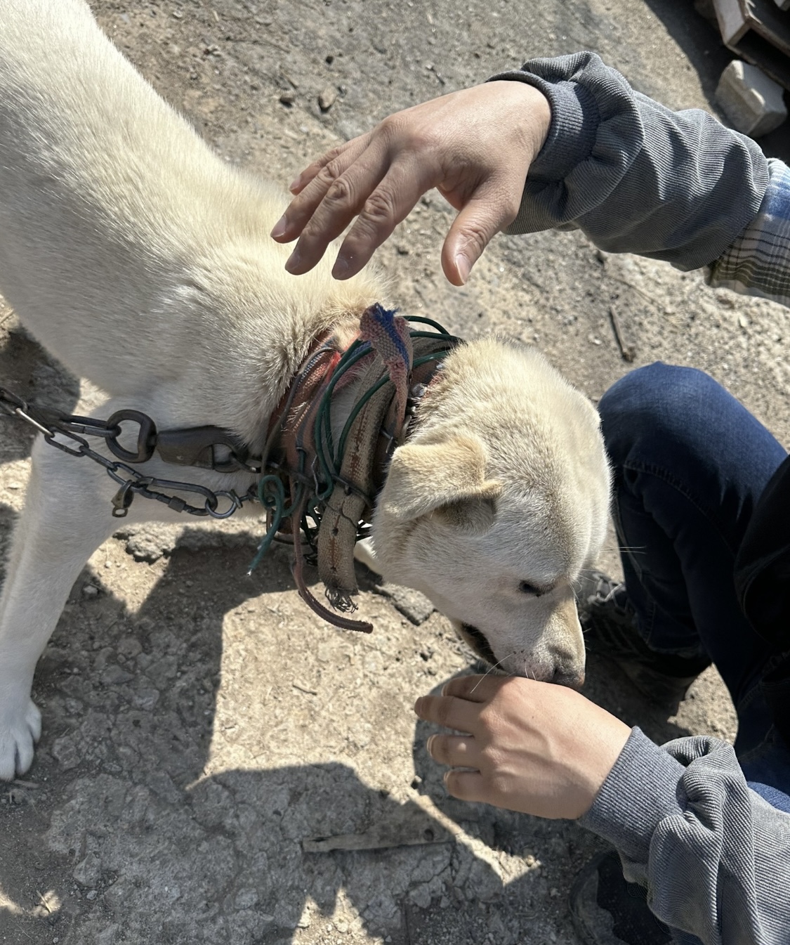 짧은 목줄에 묶인 고양이2마리와 목줄+철사줄에 목이 감긴 강아지를 도와주세요
