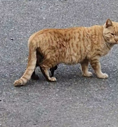 금천구 TNR로 배가 터져 죽어가는 아이들을 살려주세요.