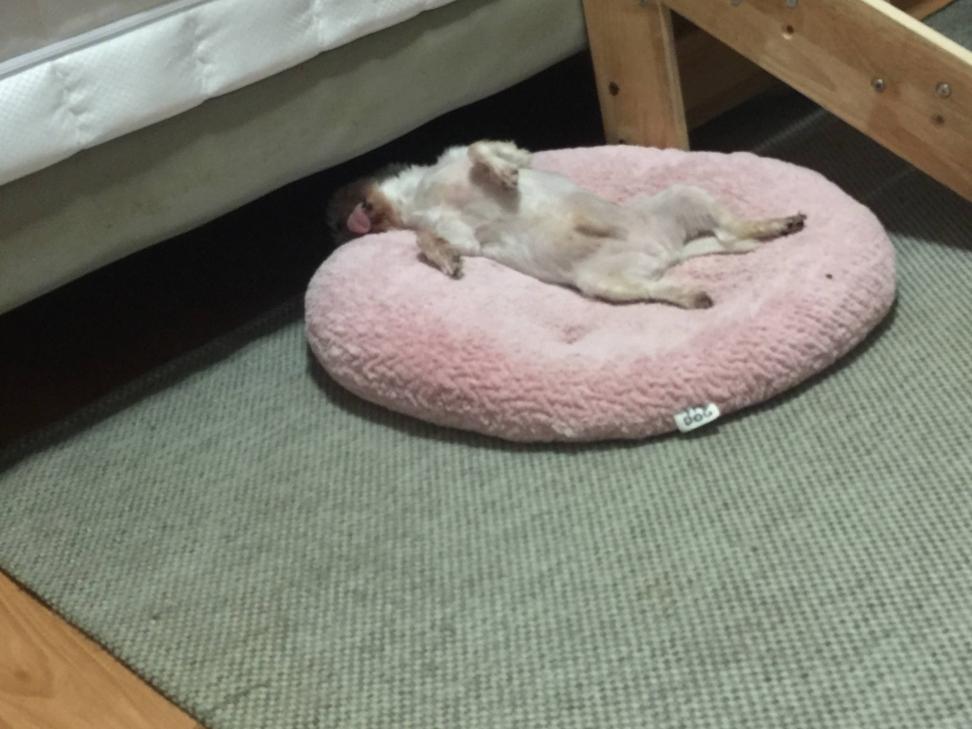 바토는 올해도 건강히 잘 지내고 있어요^^
