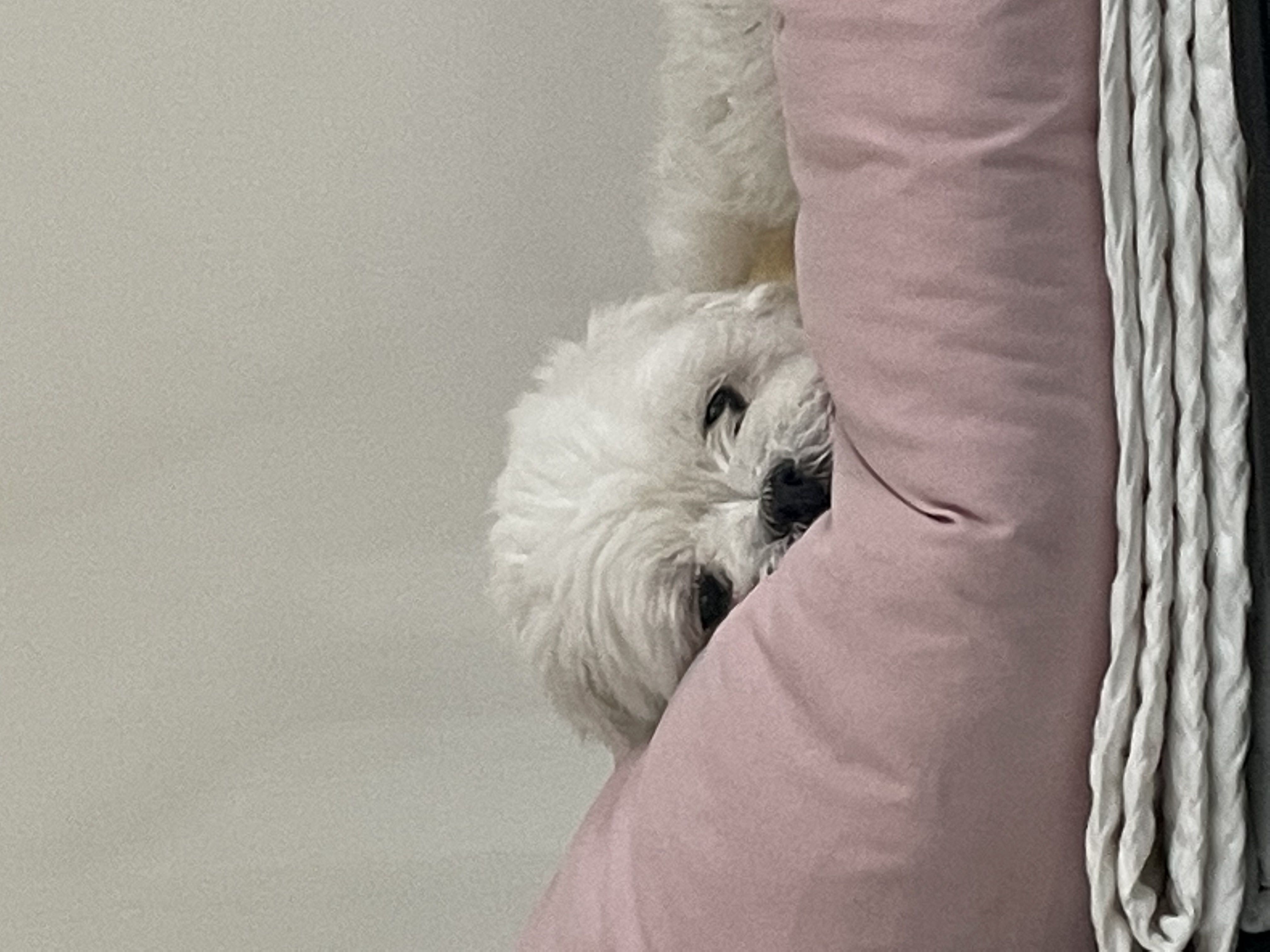 홍이 삼년차~!