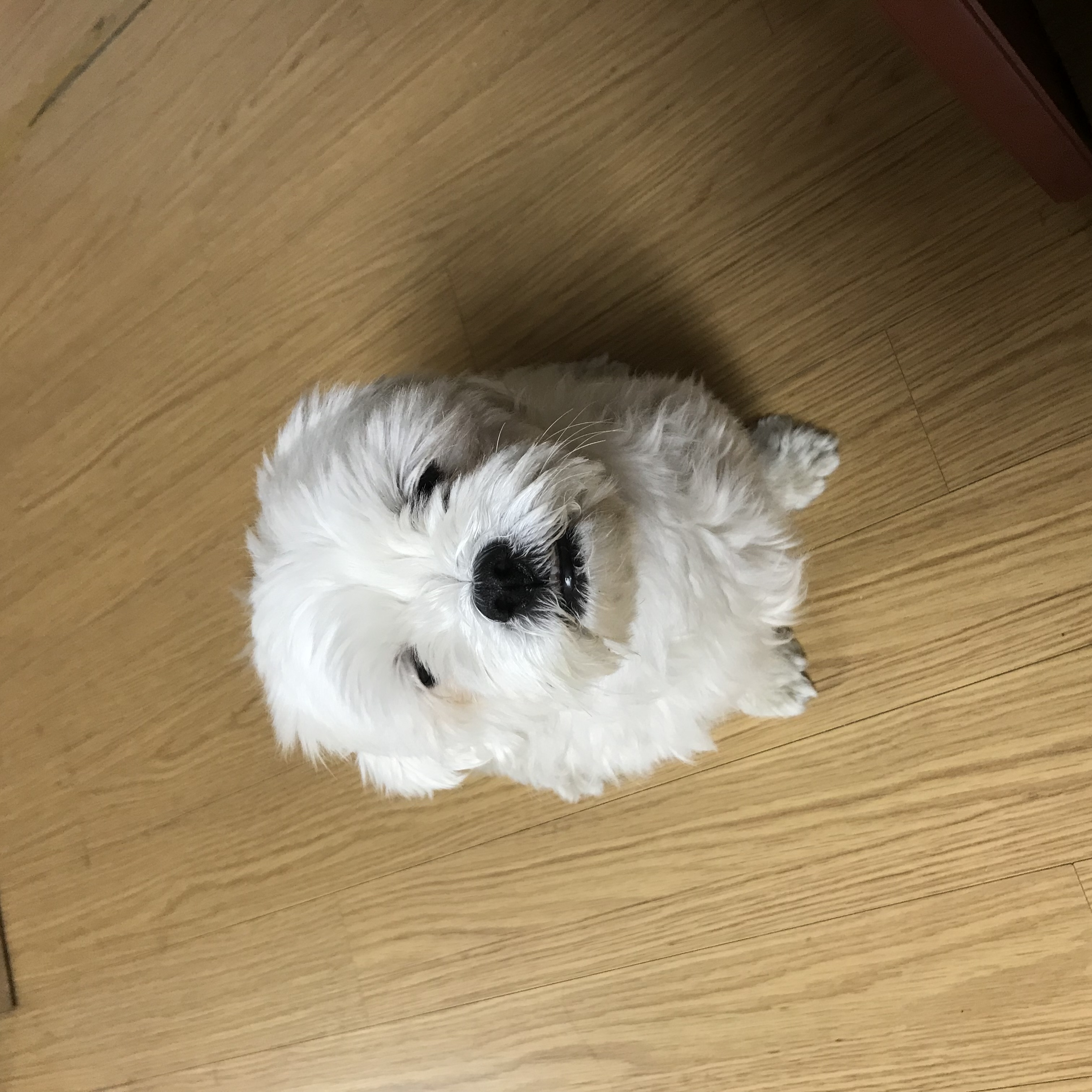 홍이 삼년차~!