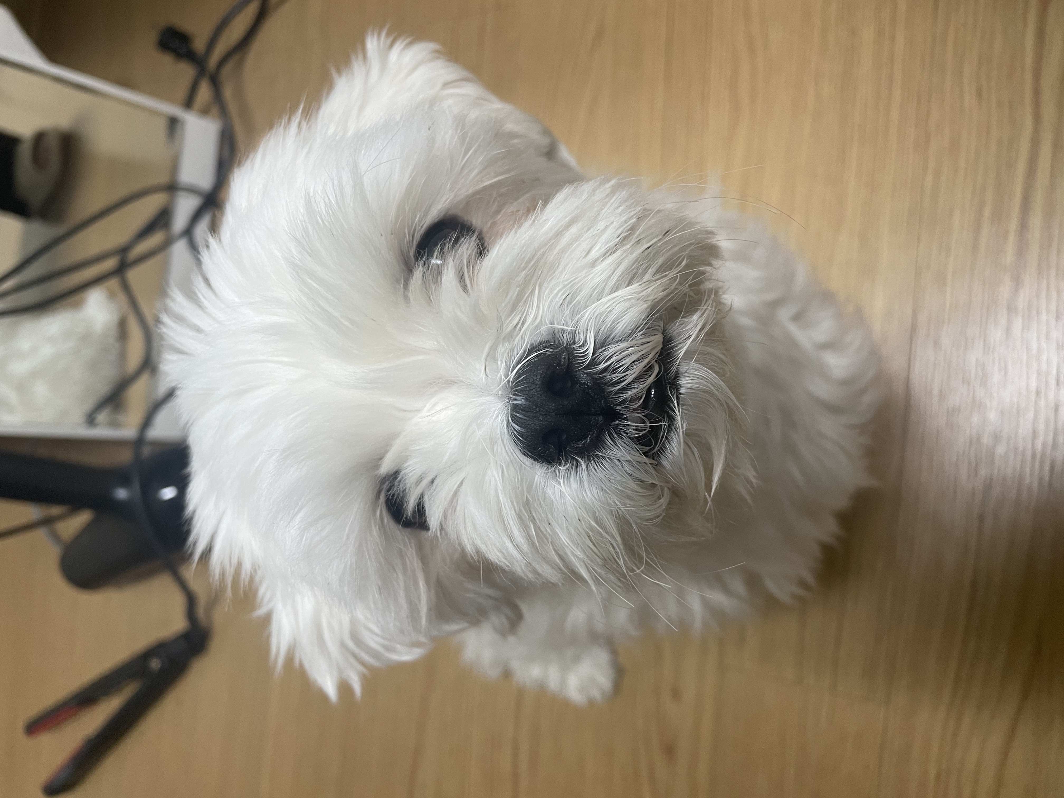 홍이 삼년차~!