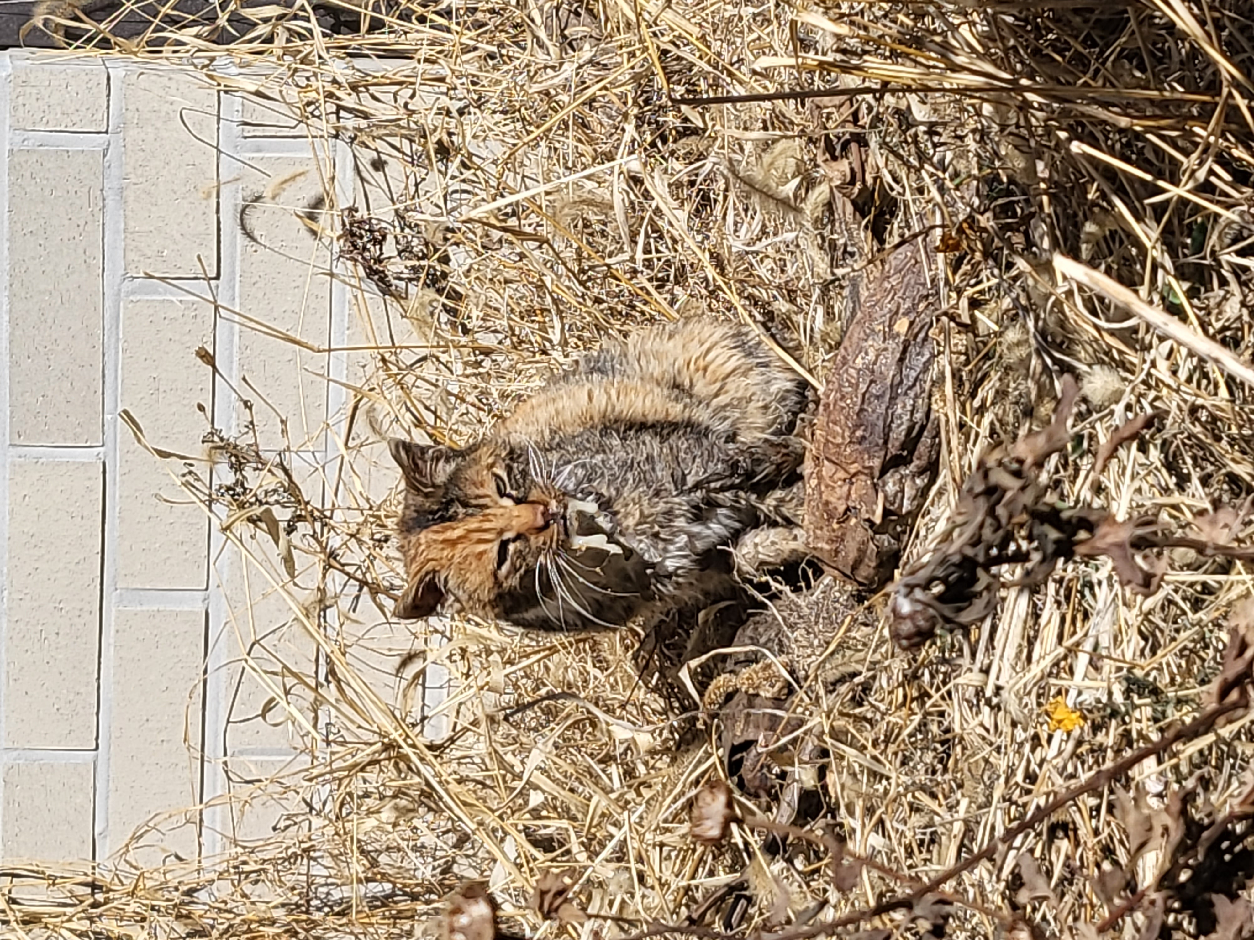 환영받지 못하는 길고양이