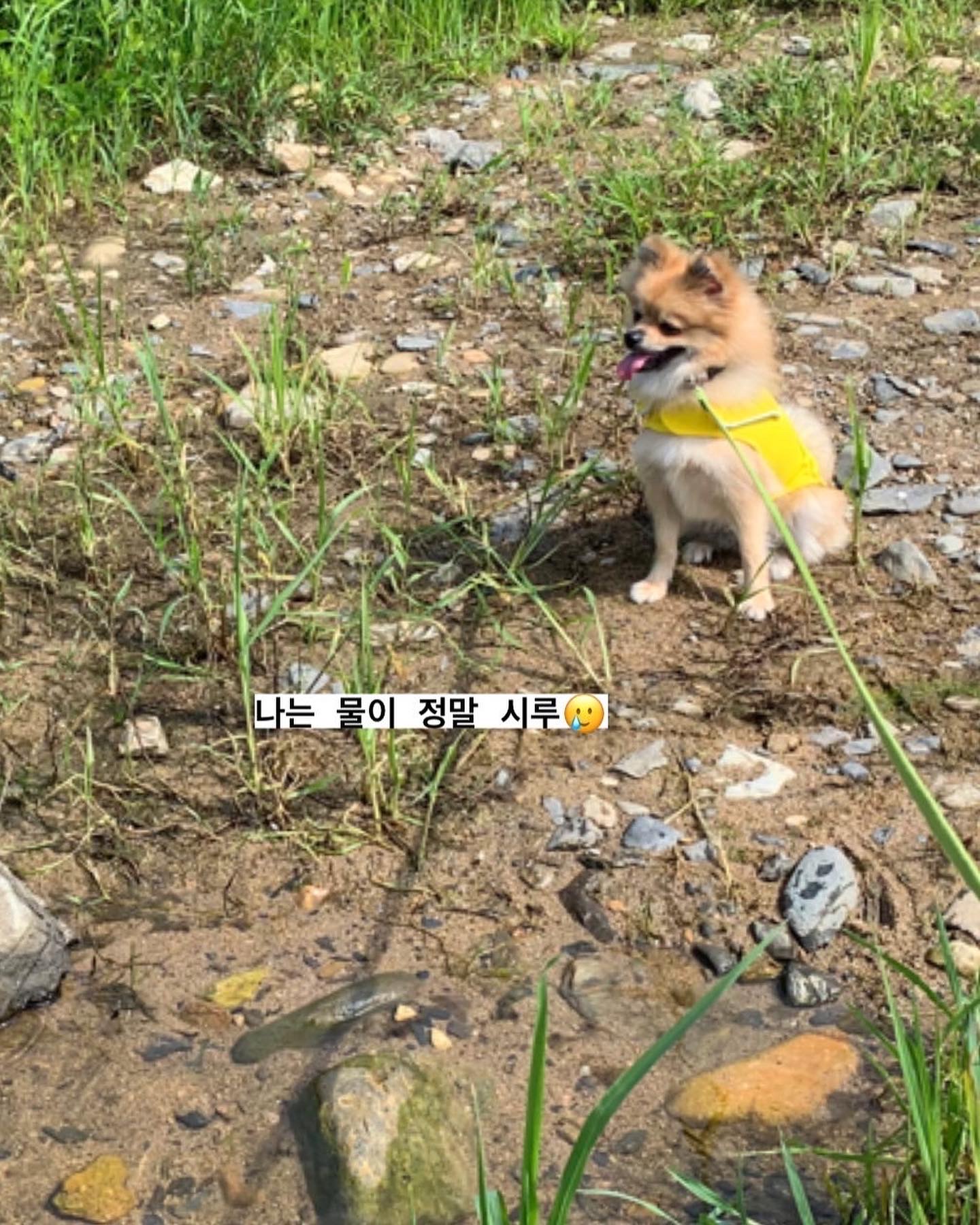 짜장이(곤지암_송일) 입양 2년차 후기입니다.