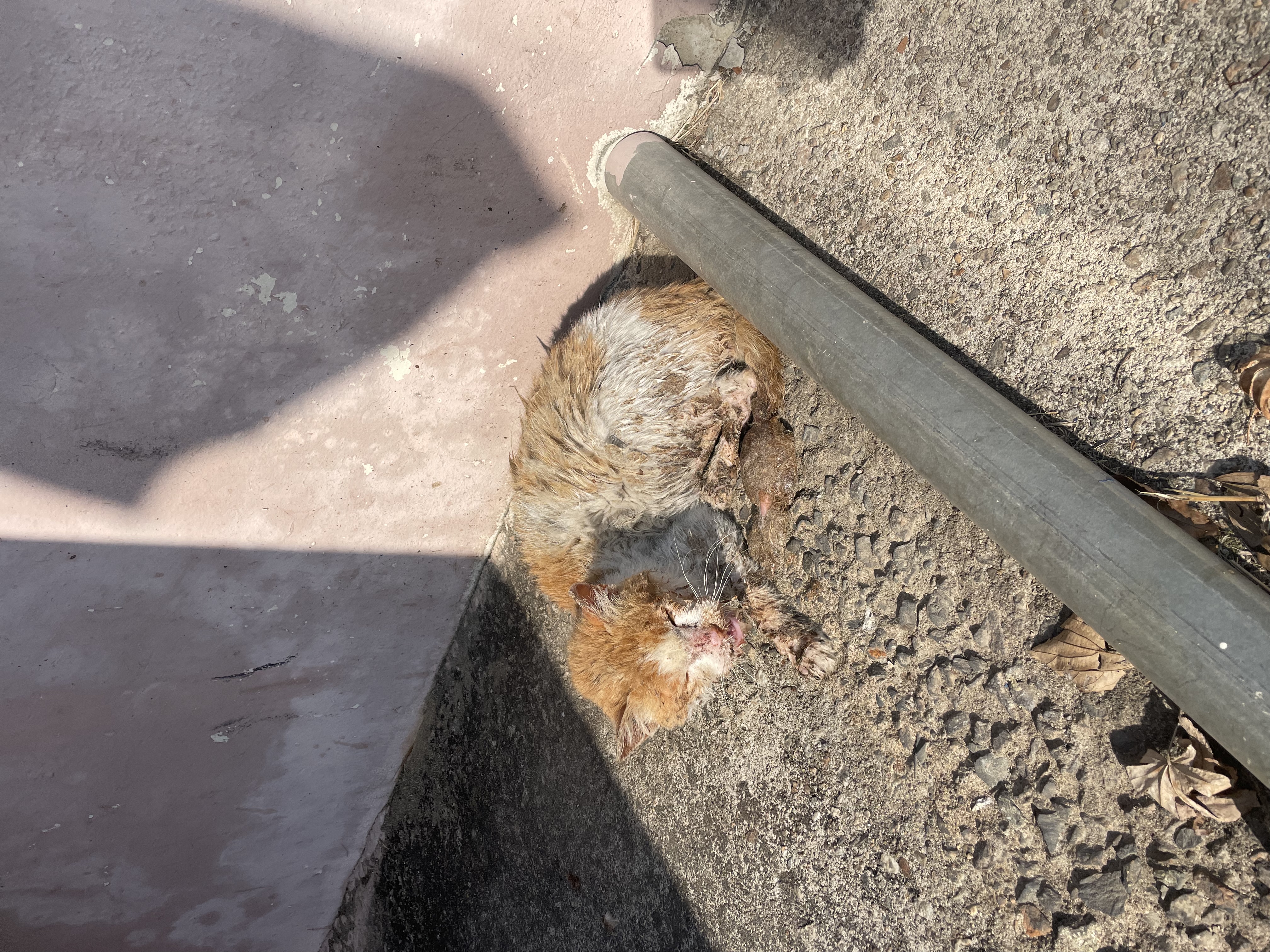 오물 묻은 고양이