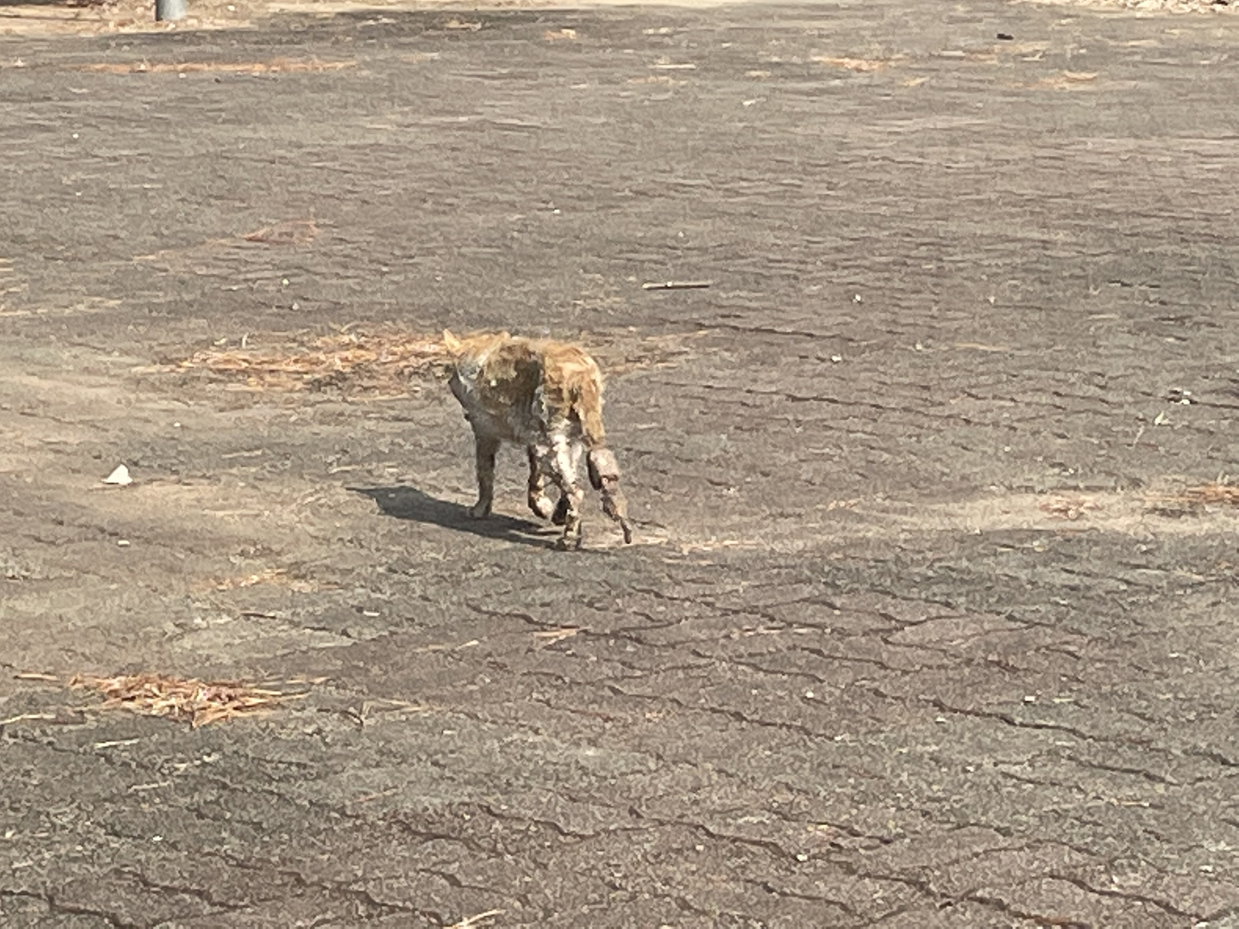 오물 묻은 고양이
