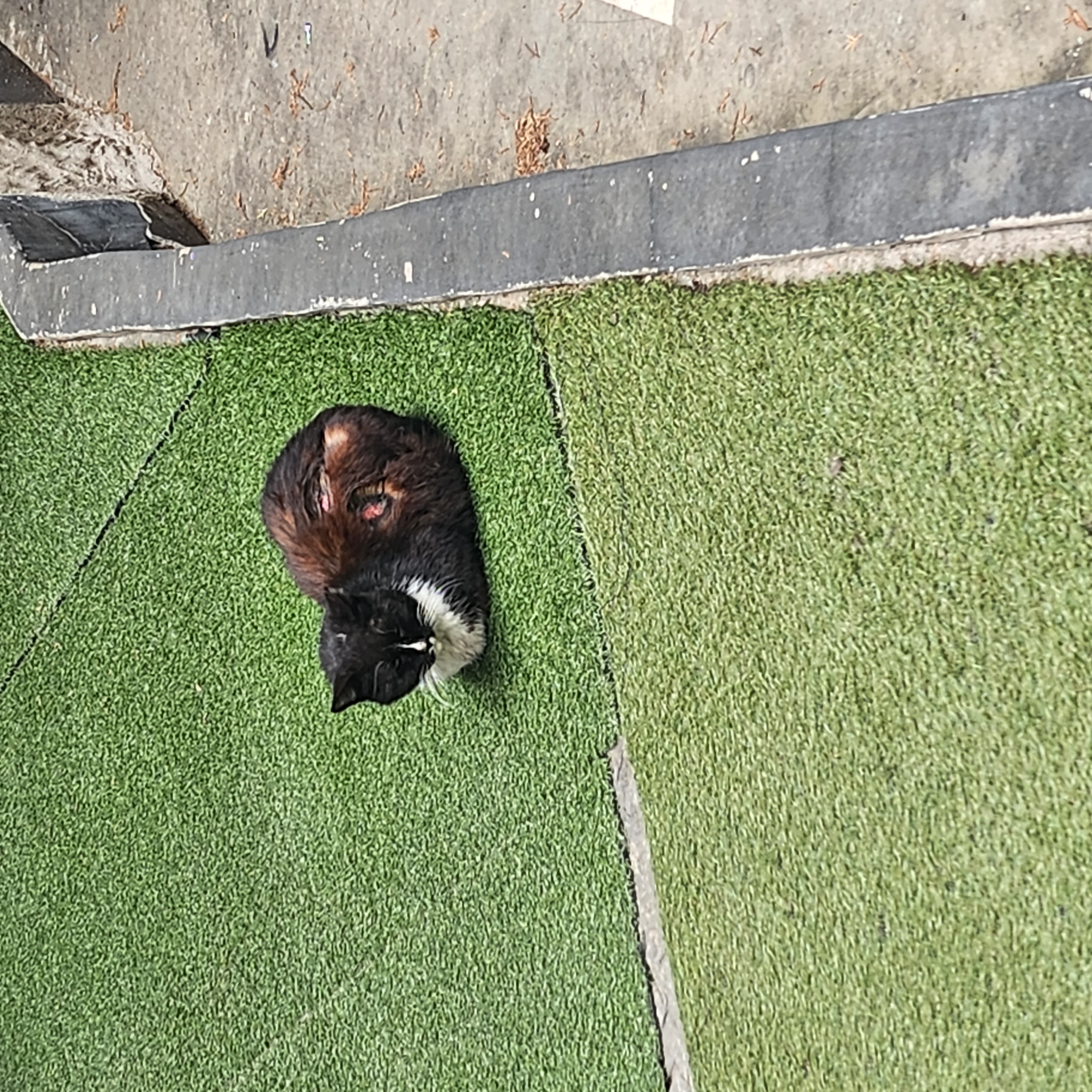 고양이 상처 ㅜㅜ
