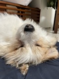 복이(짱무) 잘지내고 있어요~