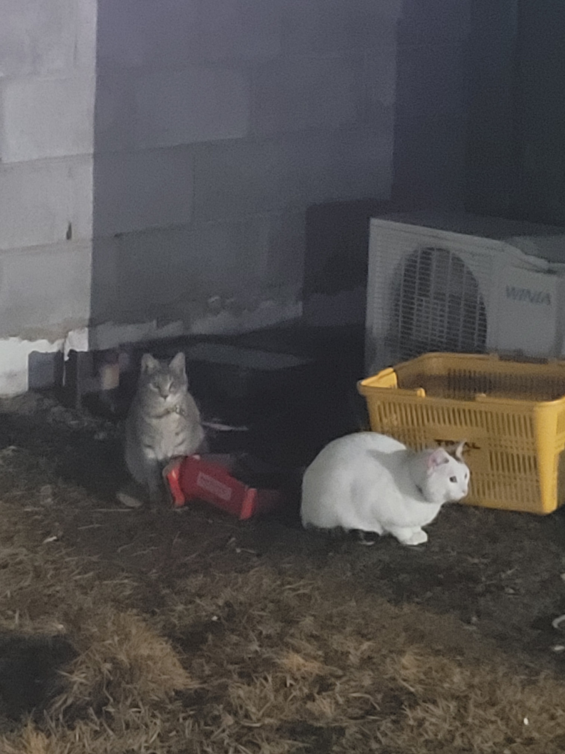 주차장에 묶여있는 고양이