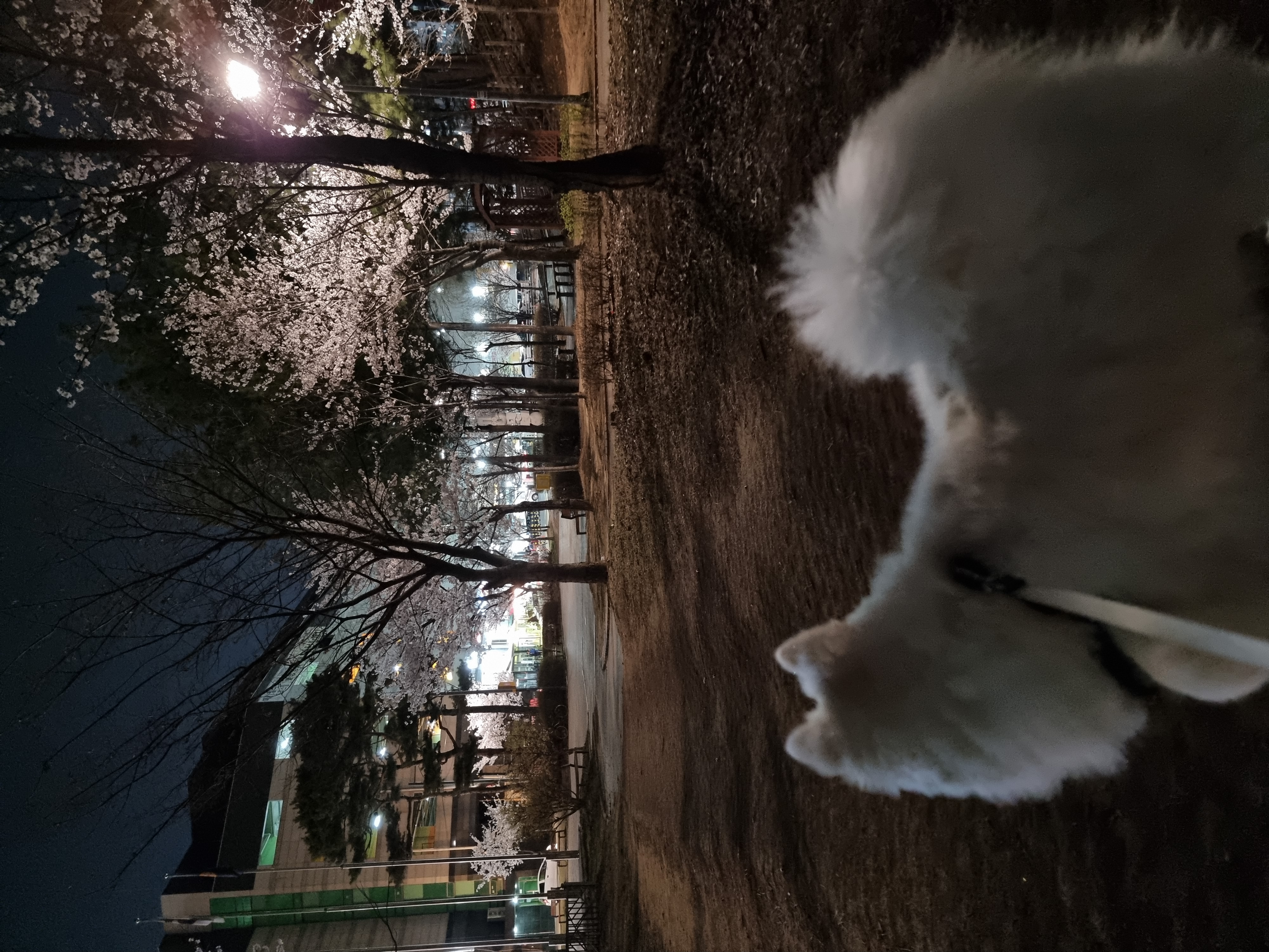 우리 감자 보세요