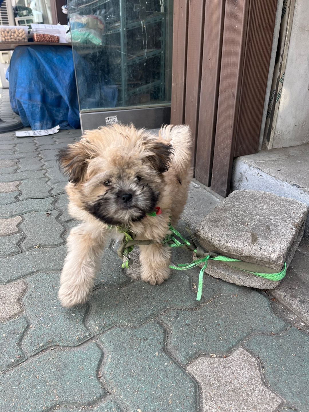 수색역 근처 강아지 한마리를 벽돌에 노끈으로 칭칭 묶어서 판매하고있습니다.