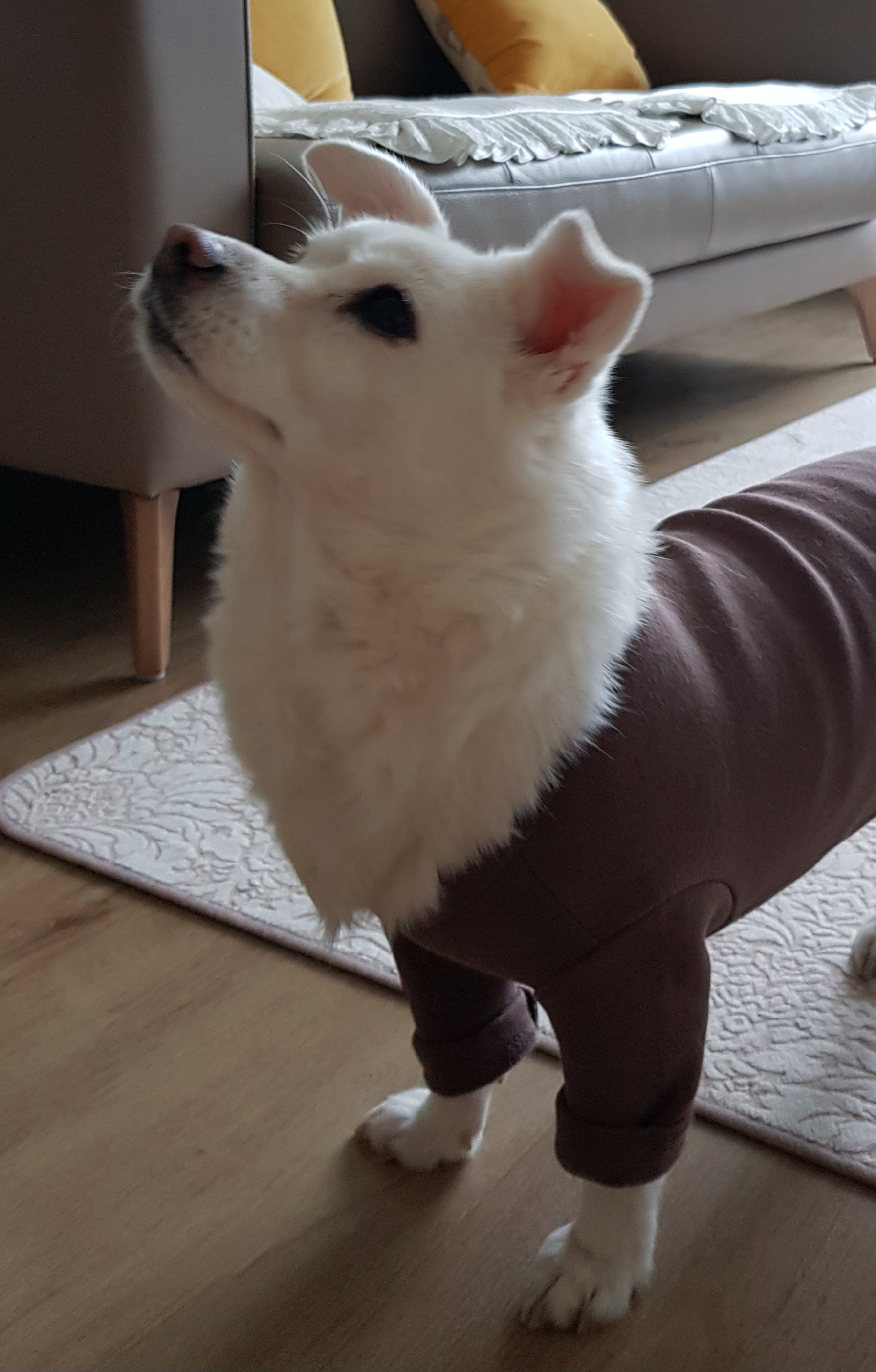 흰자 왔어요^^