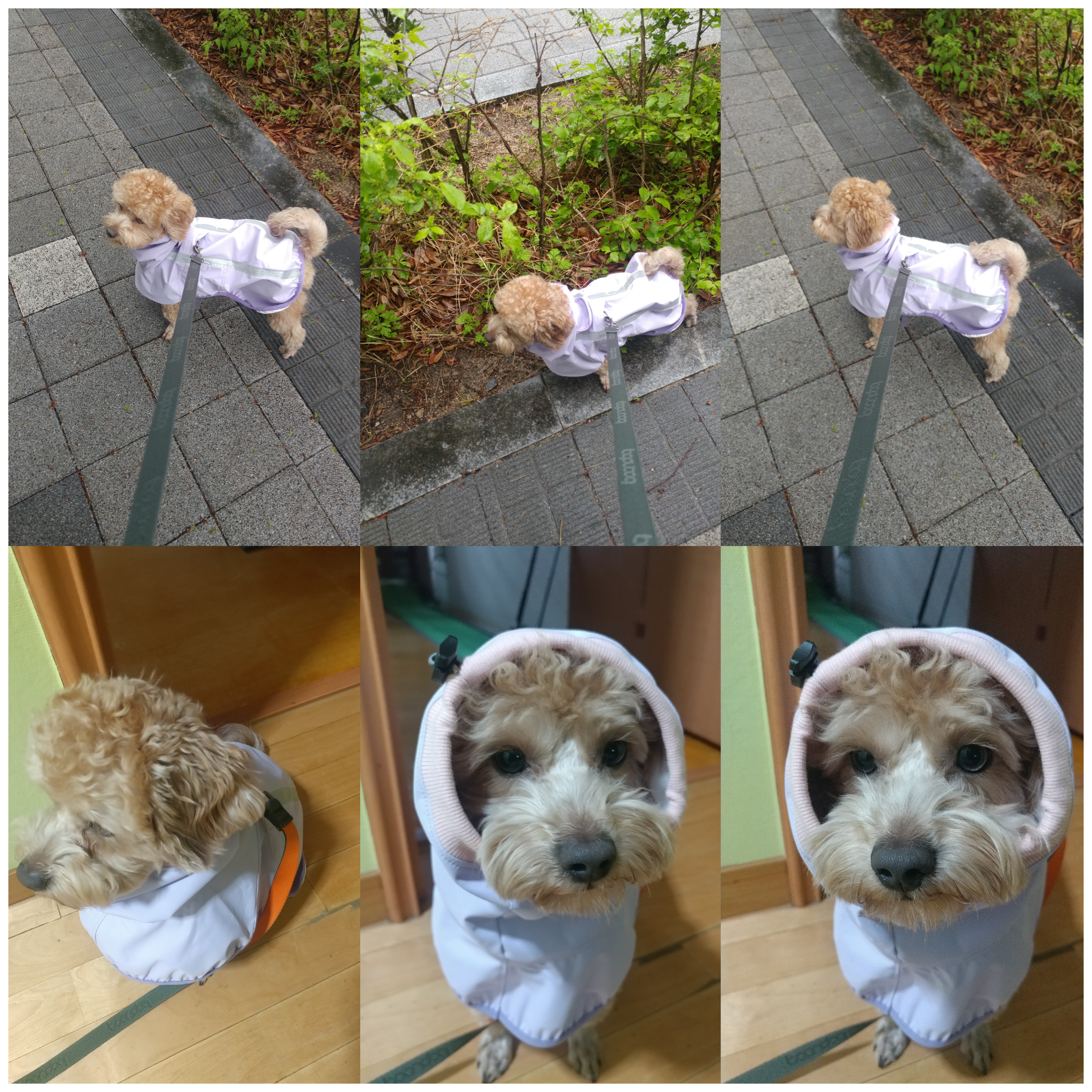 모아(론이) 입양 2개월차 이야기~