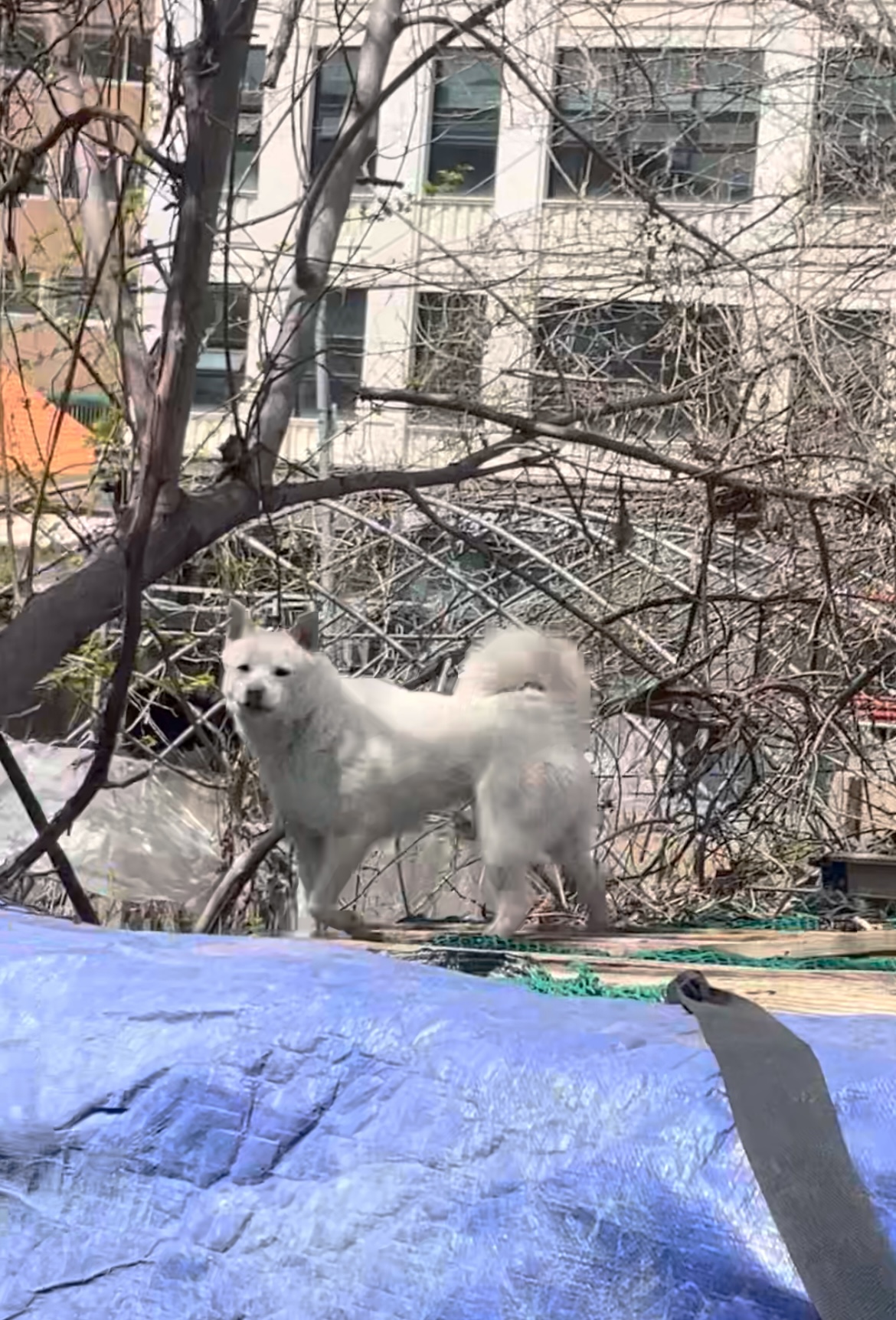 식용견을 키우는 곳을 발견하여 제보합니다.