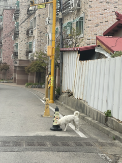 식용견을 키우는 곳을 발견하여 제보합니다.