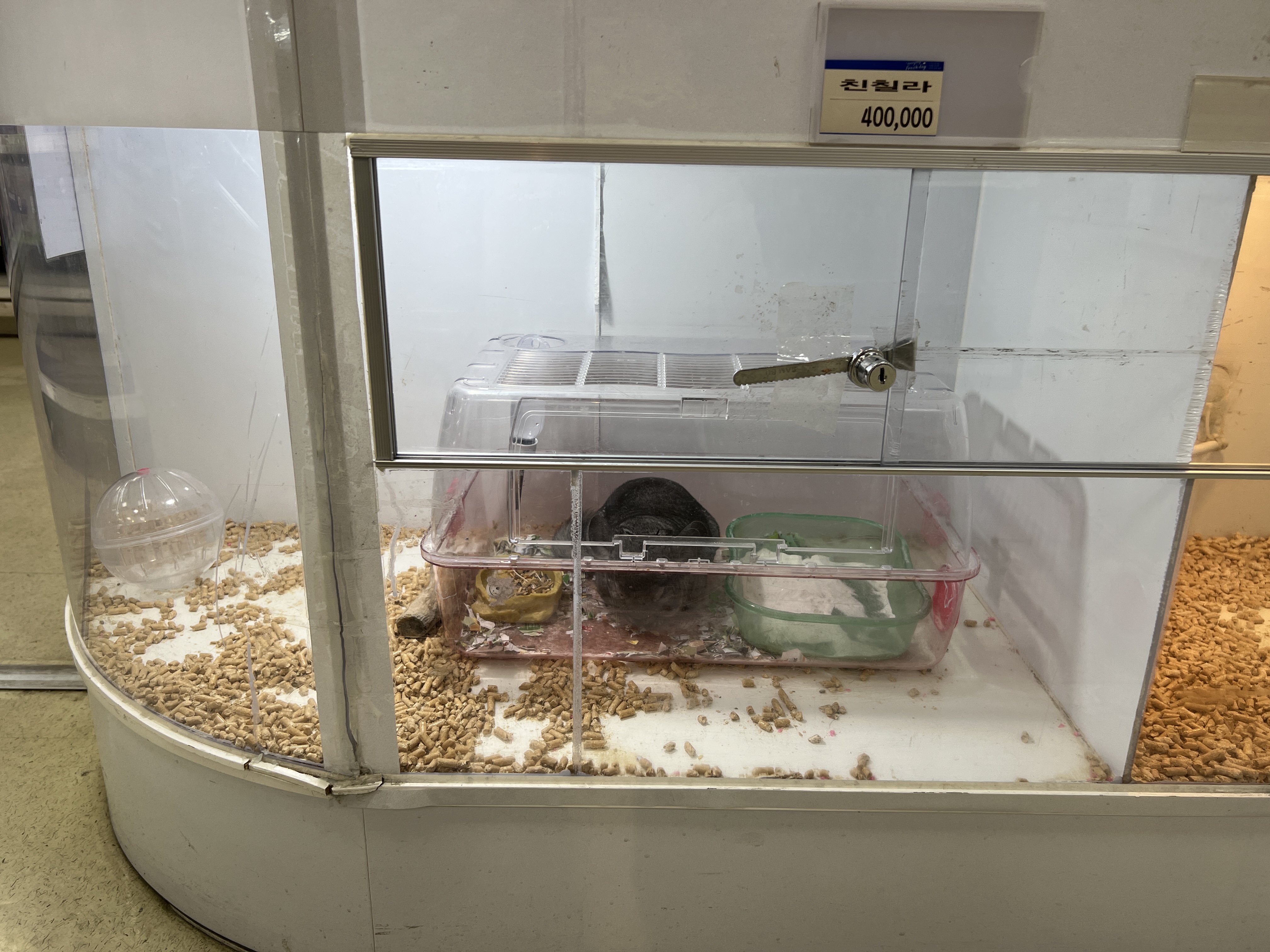 창원 남창원농협마트 동물코너 친칠라 열악한 환경에 방치