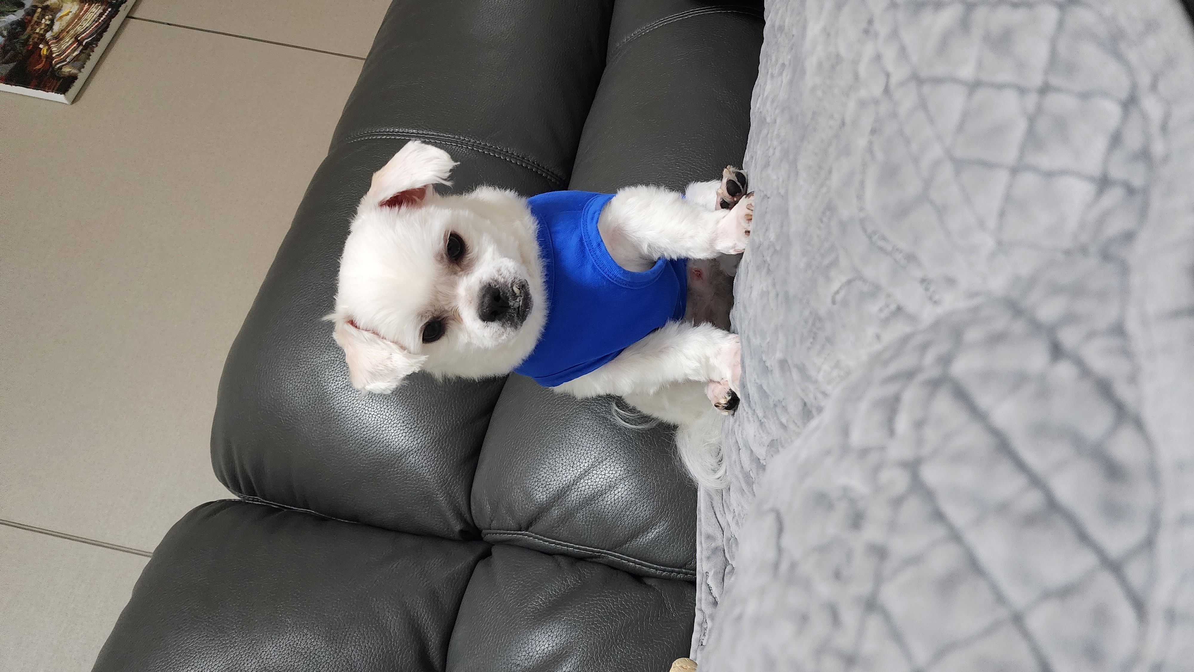 썬(포치) 입양 9개월차 생활기