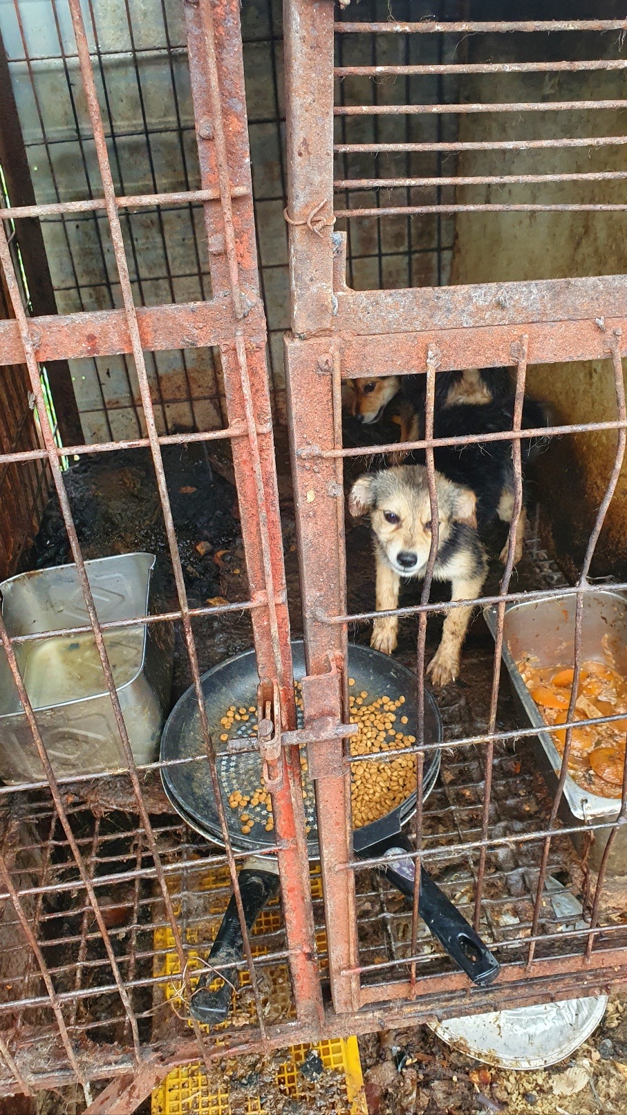 물과 밥을 안주고 강아지 6마리와 염소 2마리를 방치하고있어요. 