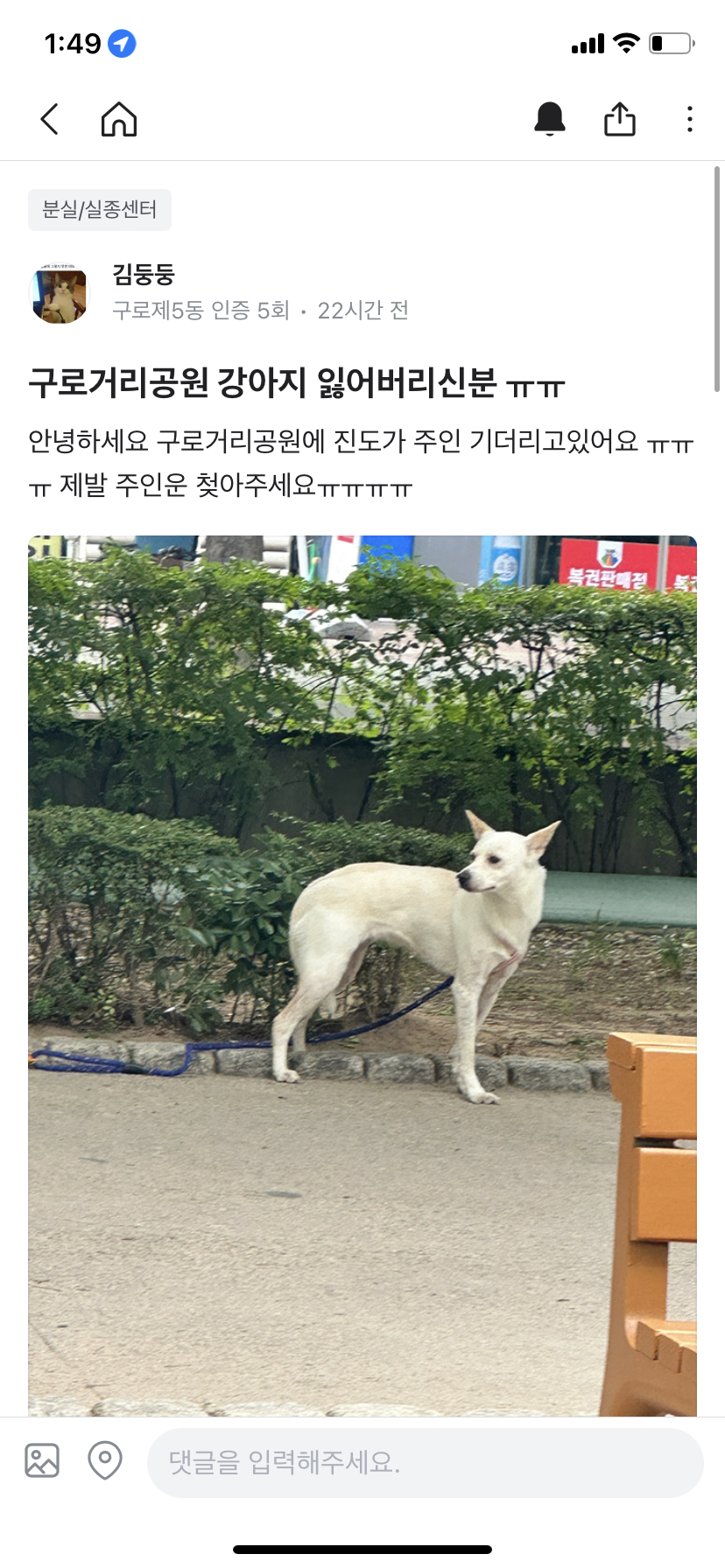진도아이를 주인이 공원에 유기하고 갔어요