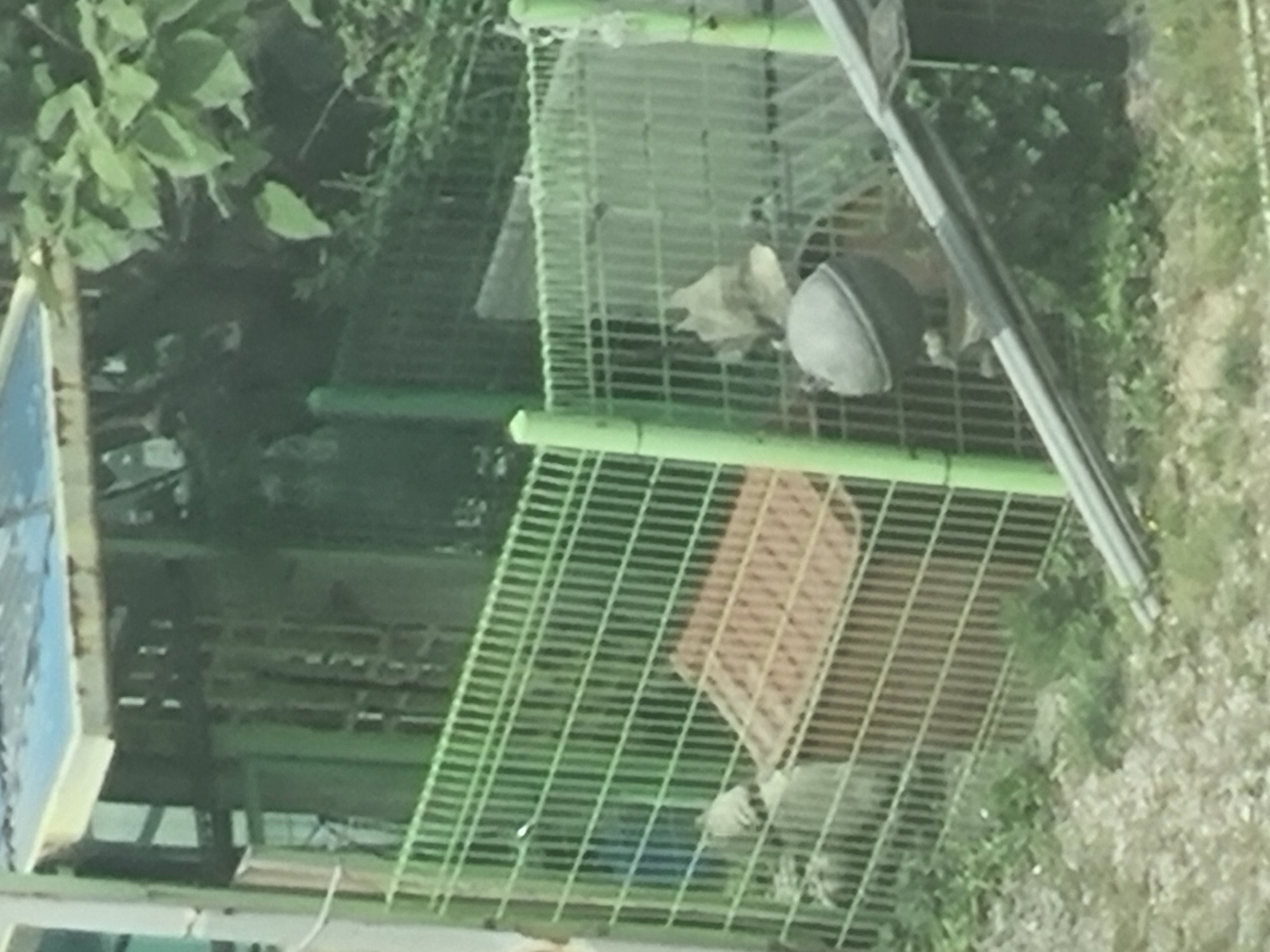 진도2마리가 갇혀있어요