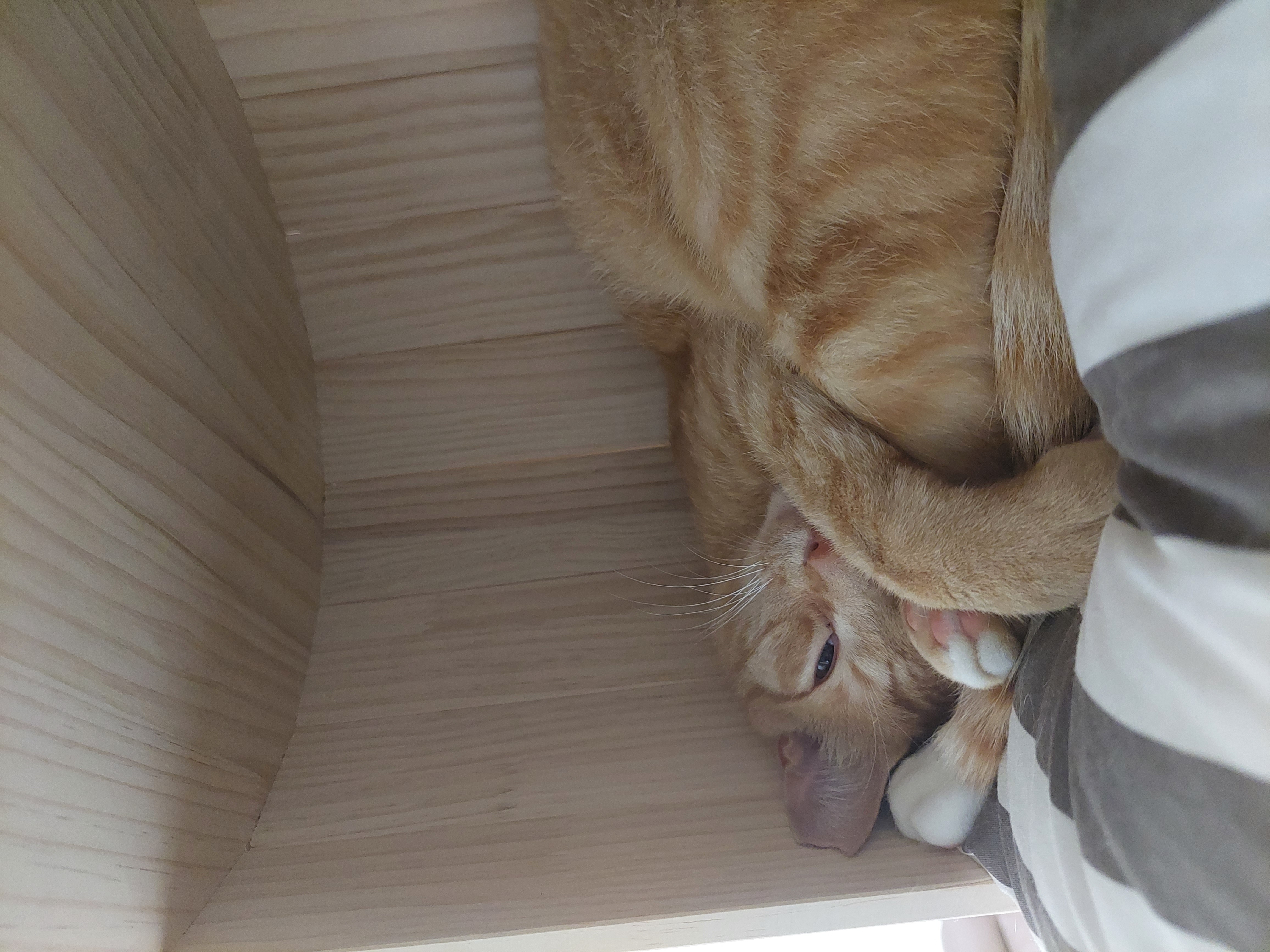 식구된지 한달