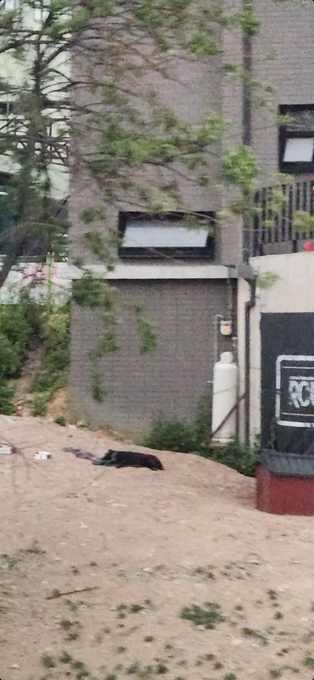세차장 건물 야외에 묶여있는 검은개 (피토한거 같아요)