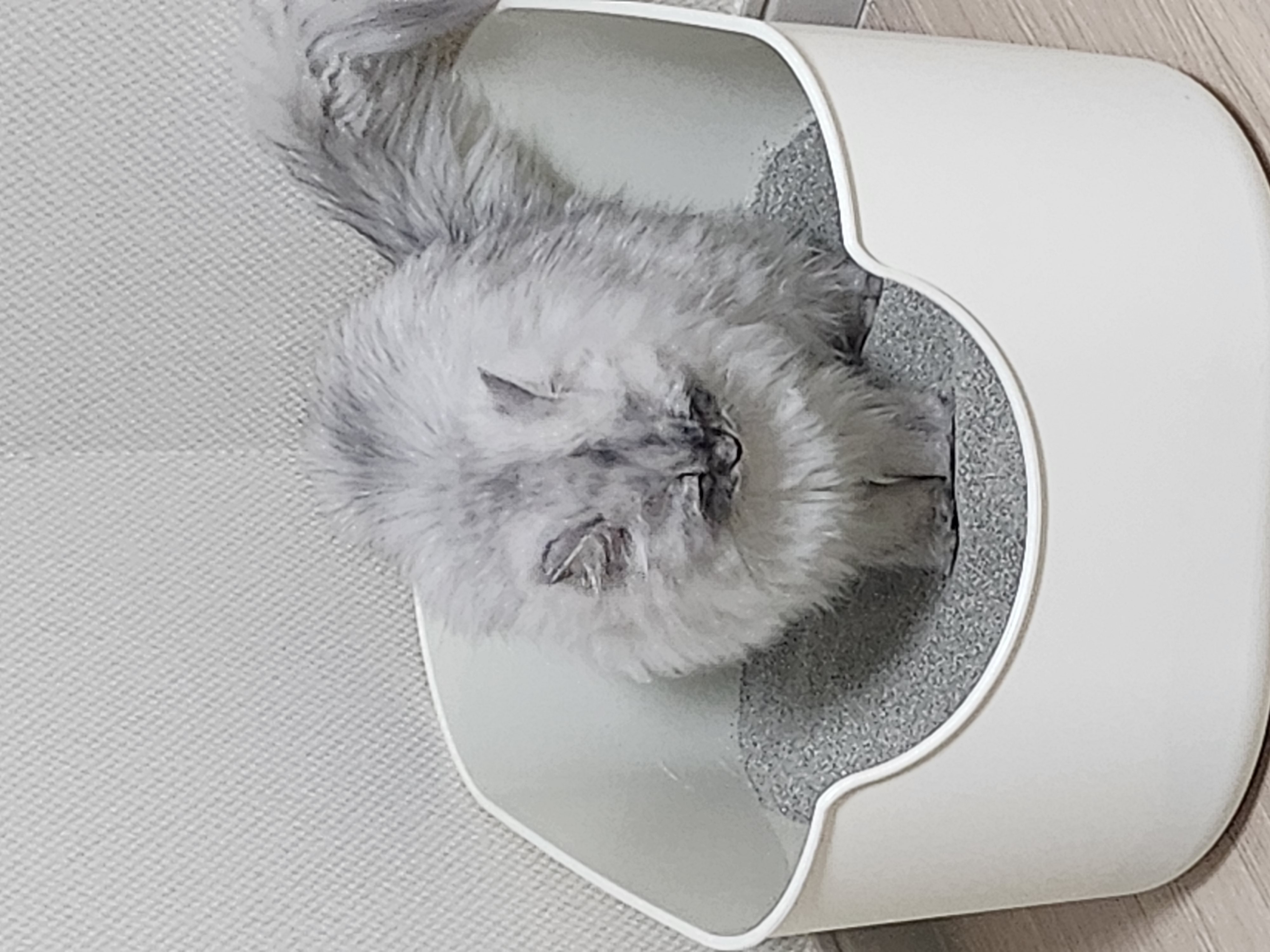 시아 입양기