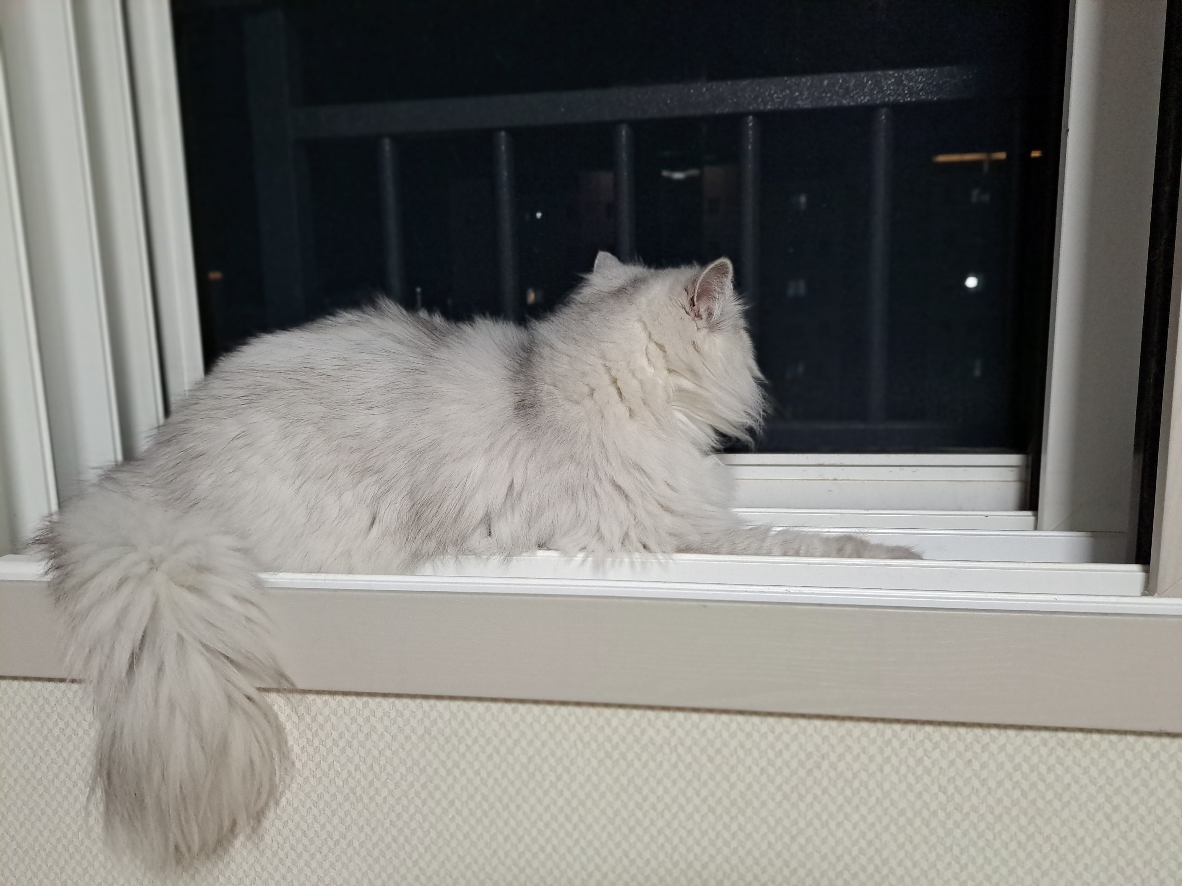 시아 입양기