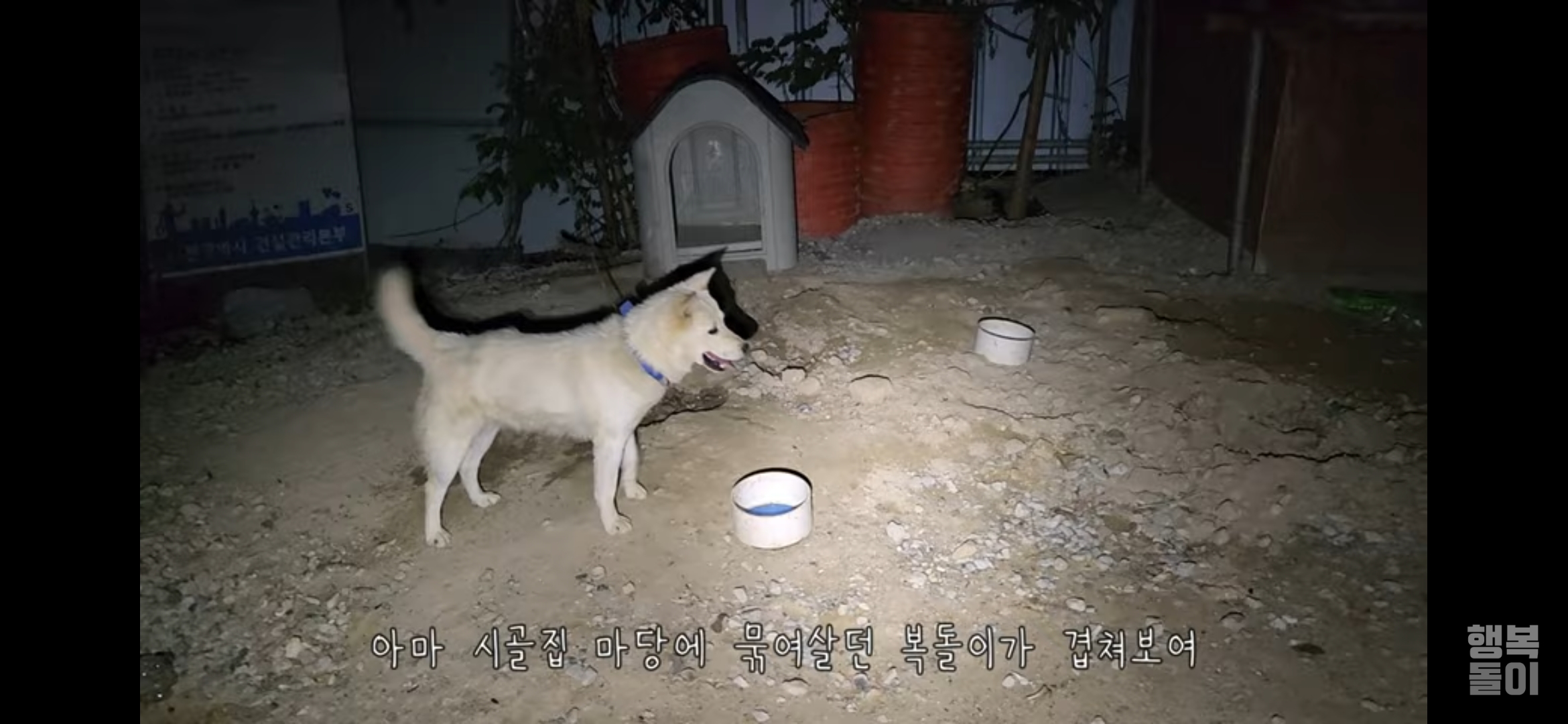 공사 야적장 마당 방치견