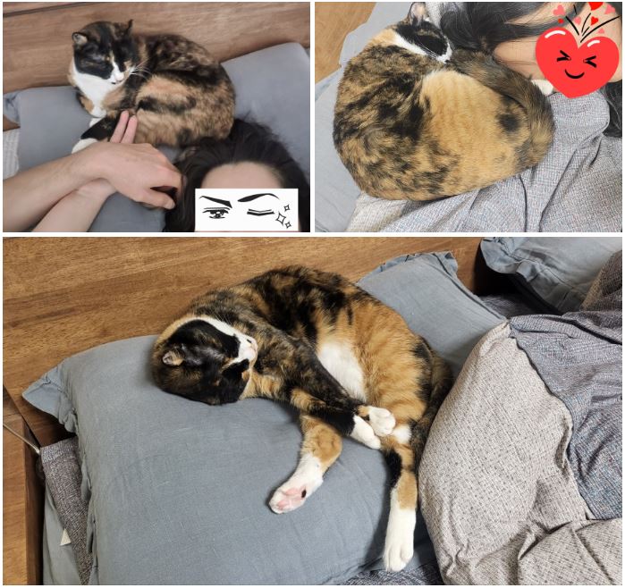 달이(코점이 새끼냥이 차차) 입양 4년차 후기