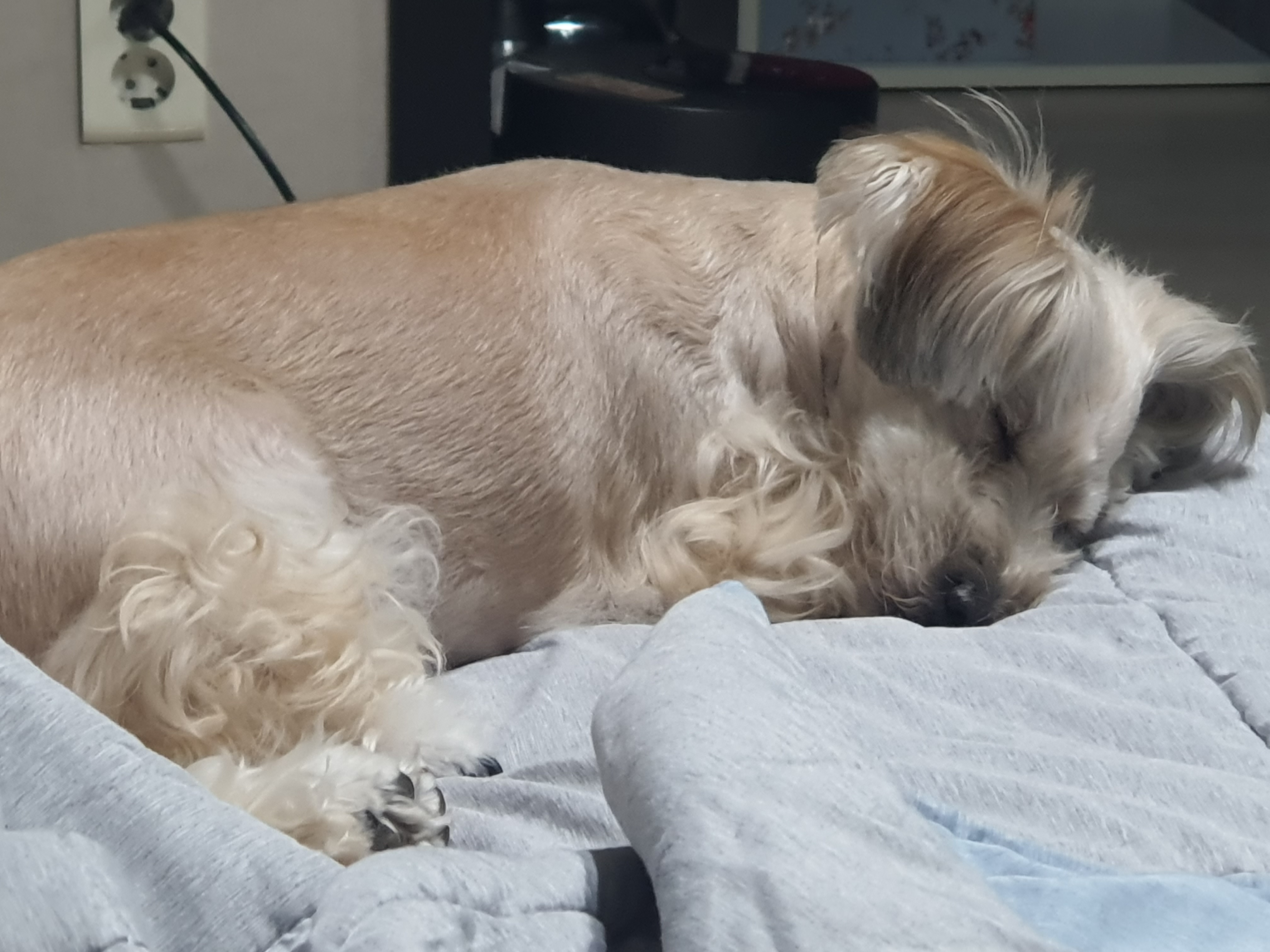 곰이(햇님) 입양 2년차 후기 입니다.