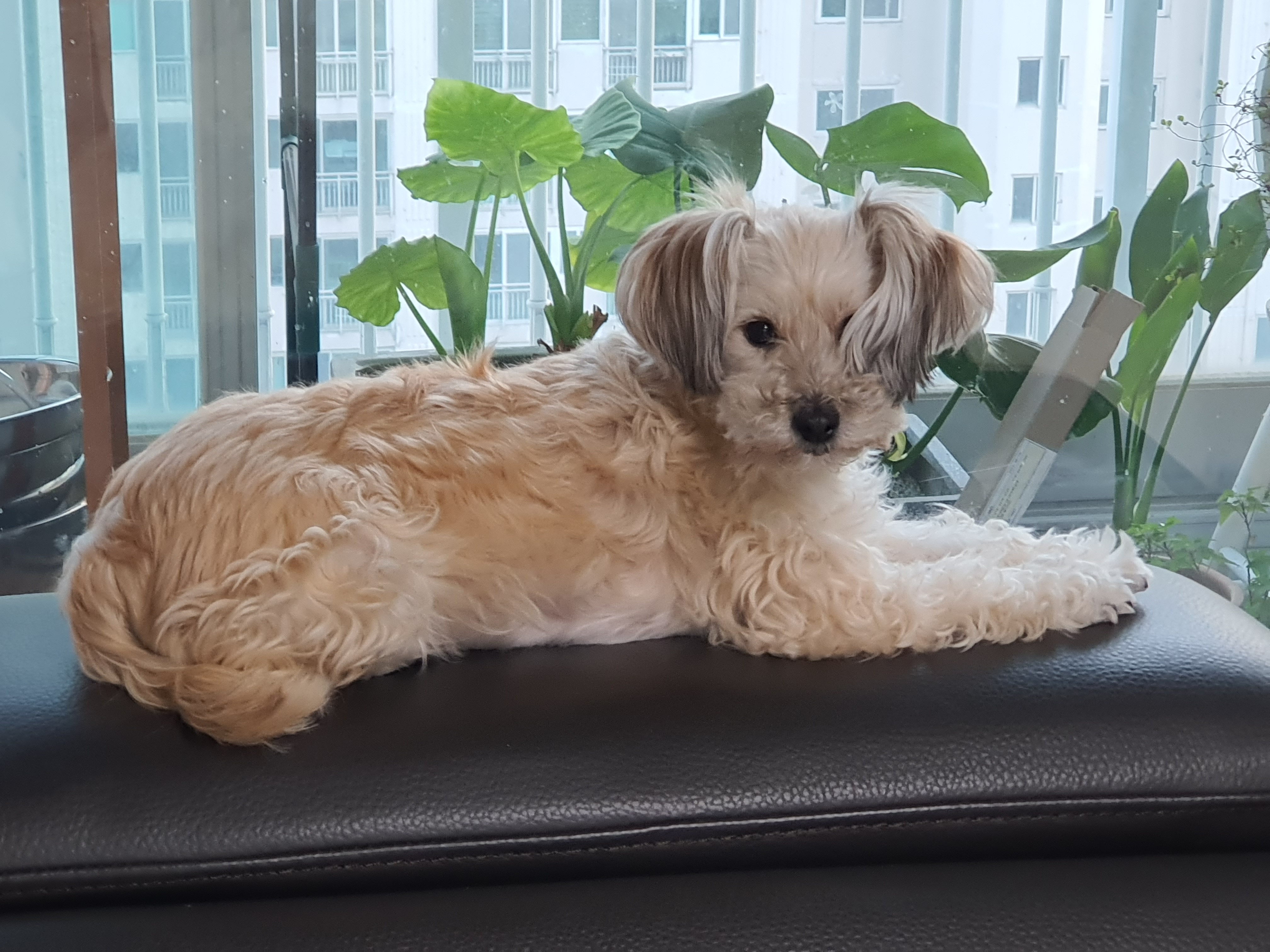 곰이(햇님) 입양 2년차 후기 입니다.