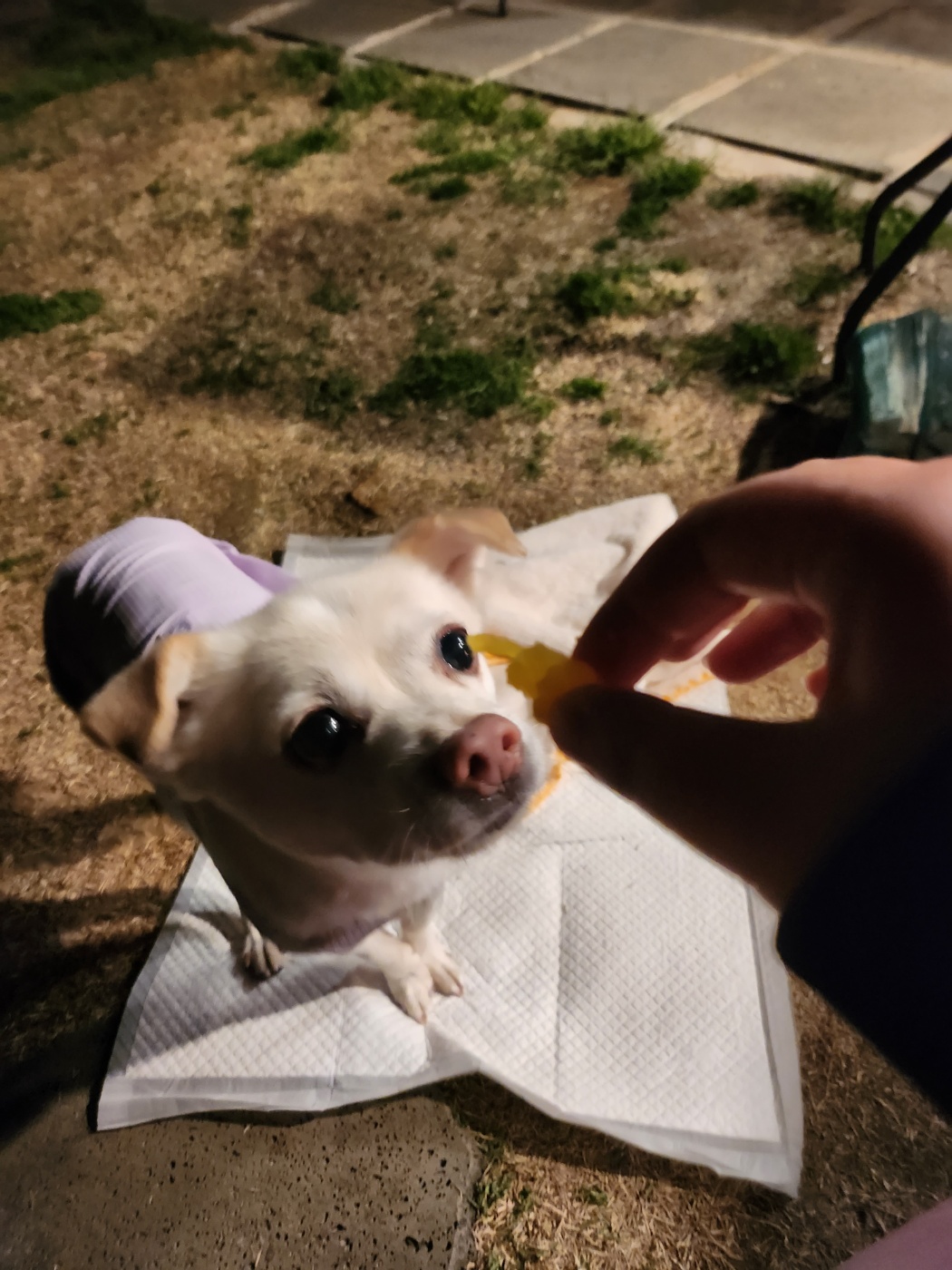호두(데이지) 2주년 일기