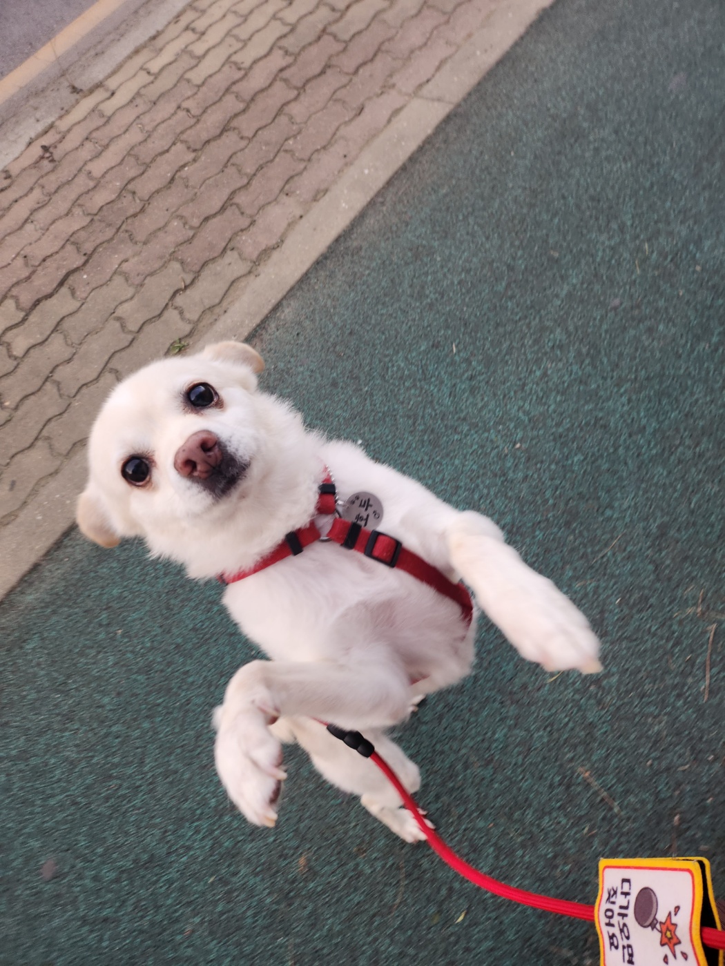 호두(데이지) 2주년 일기