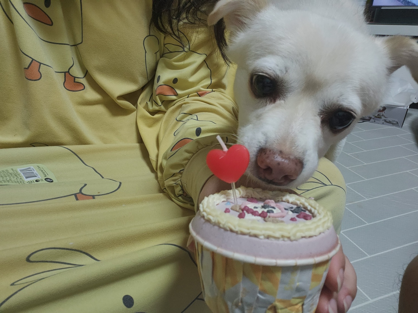 호두(데이지) 2주년 일기